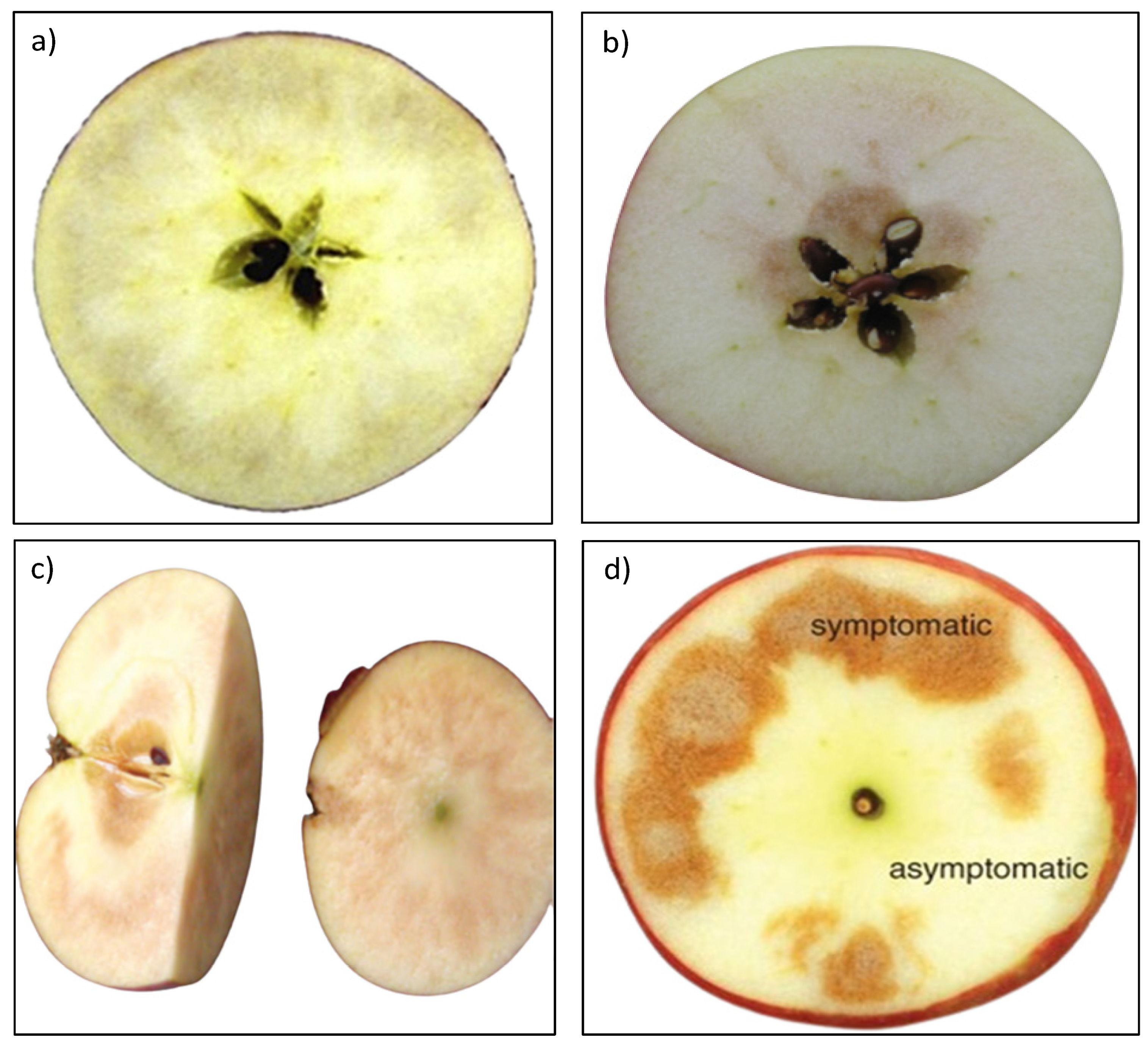 Fuji Apple Fruit Quality: Effect of Harvest Maturity and Storage  Temperatures