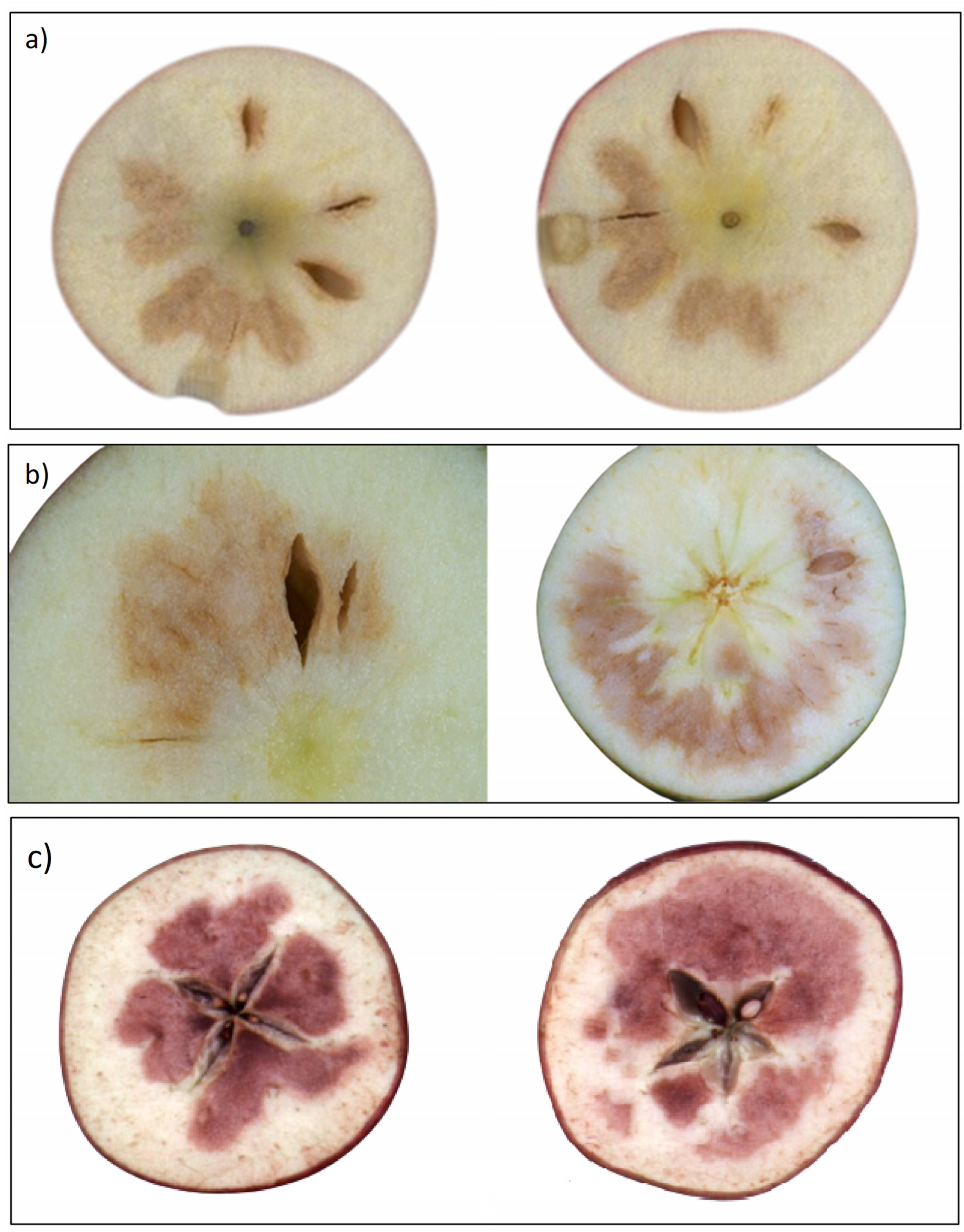 Transcriptomic and Metabolic Analyses Provide New Insights into the Apple  Fruit Quality Decline during Long-Term Cold Storage