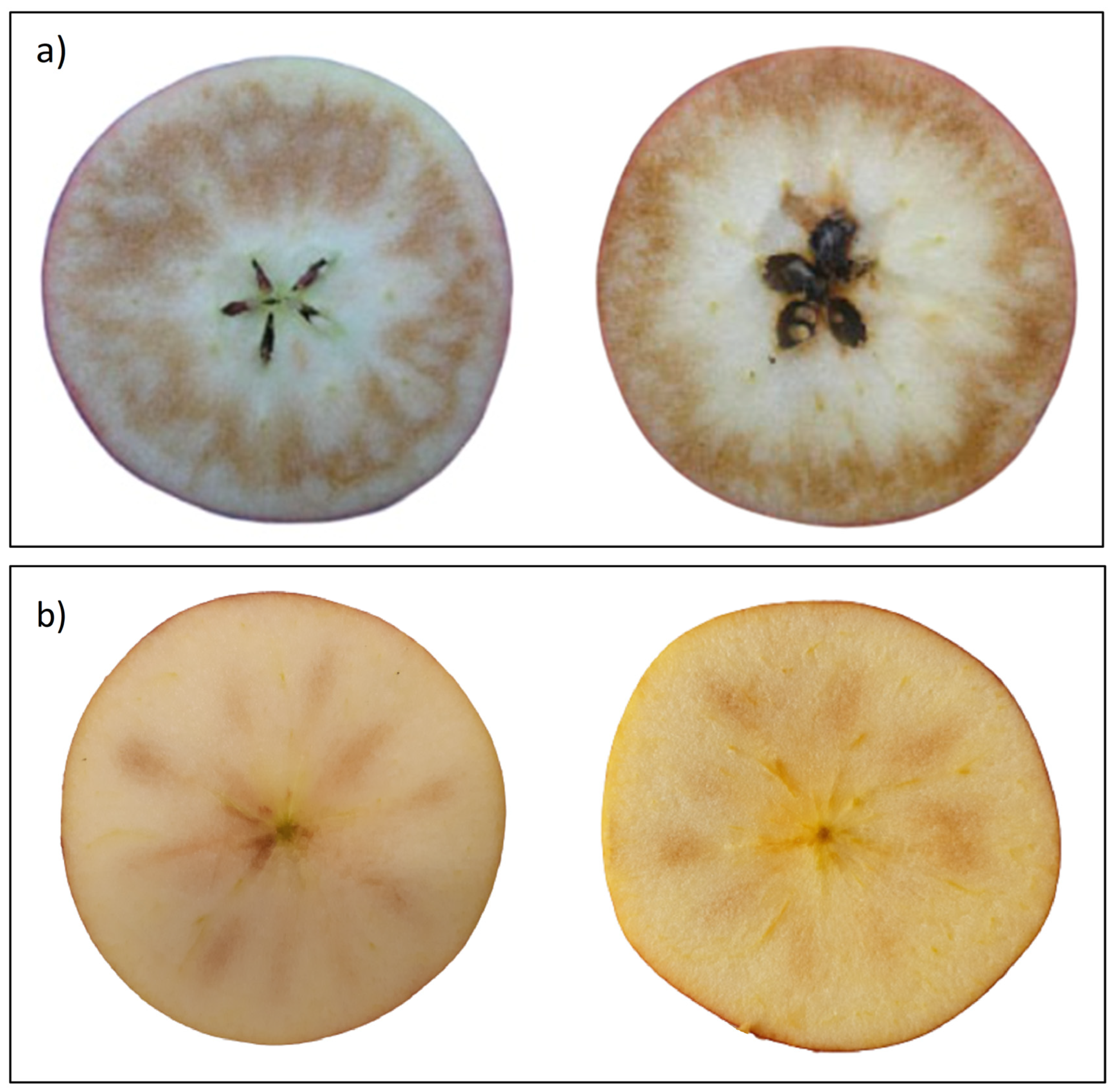 Fuji Apple Fruit Quality: Effect of Harvest Maturity and Storage  Temperatures