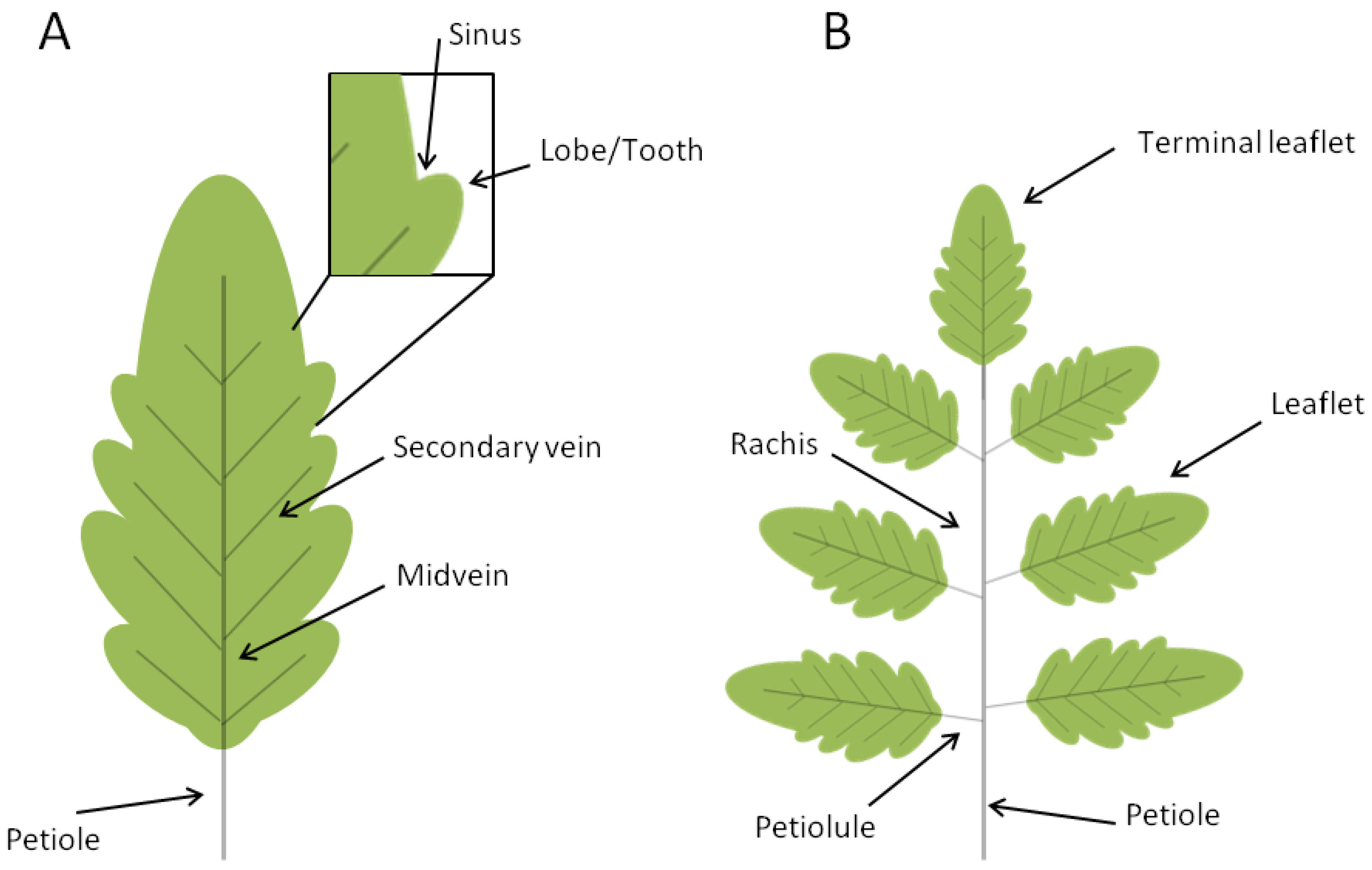 define leaf primordia