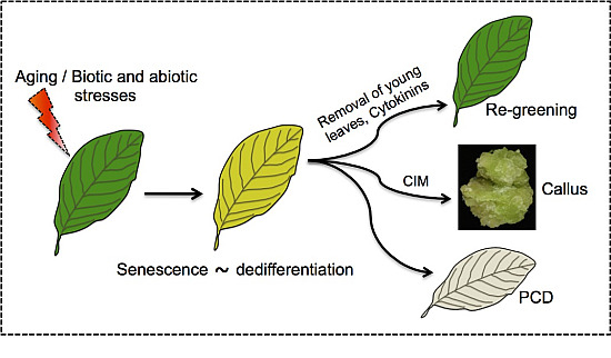 Plants | Free Full-Text | Senescence Meets Dedifferentiation