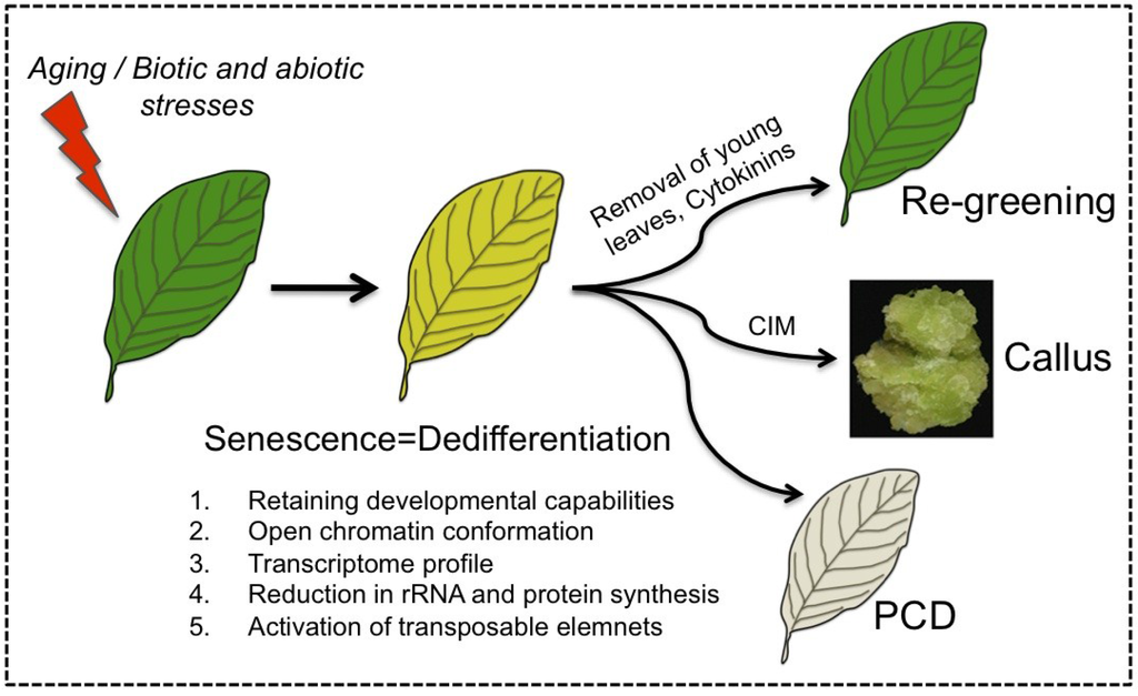 Plants | Special Issue : Plant Senescence