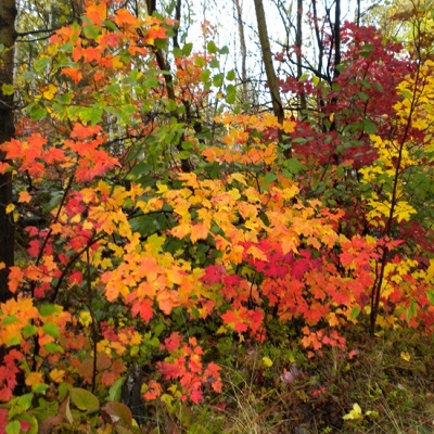 Plants Free Full Text Early Autumn Senescence In Red Maple