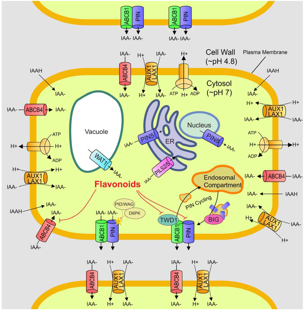 structure like salt Plants  Control  of Transport  Free Text  The Full Auxin