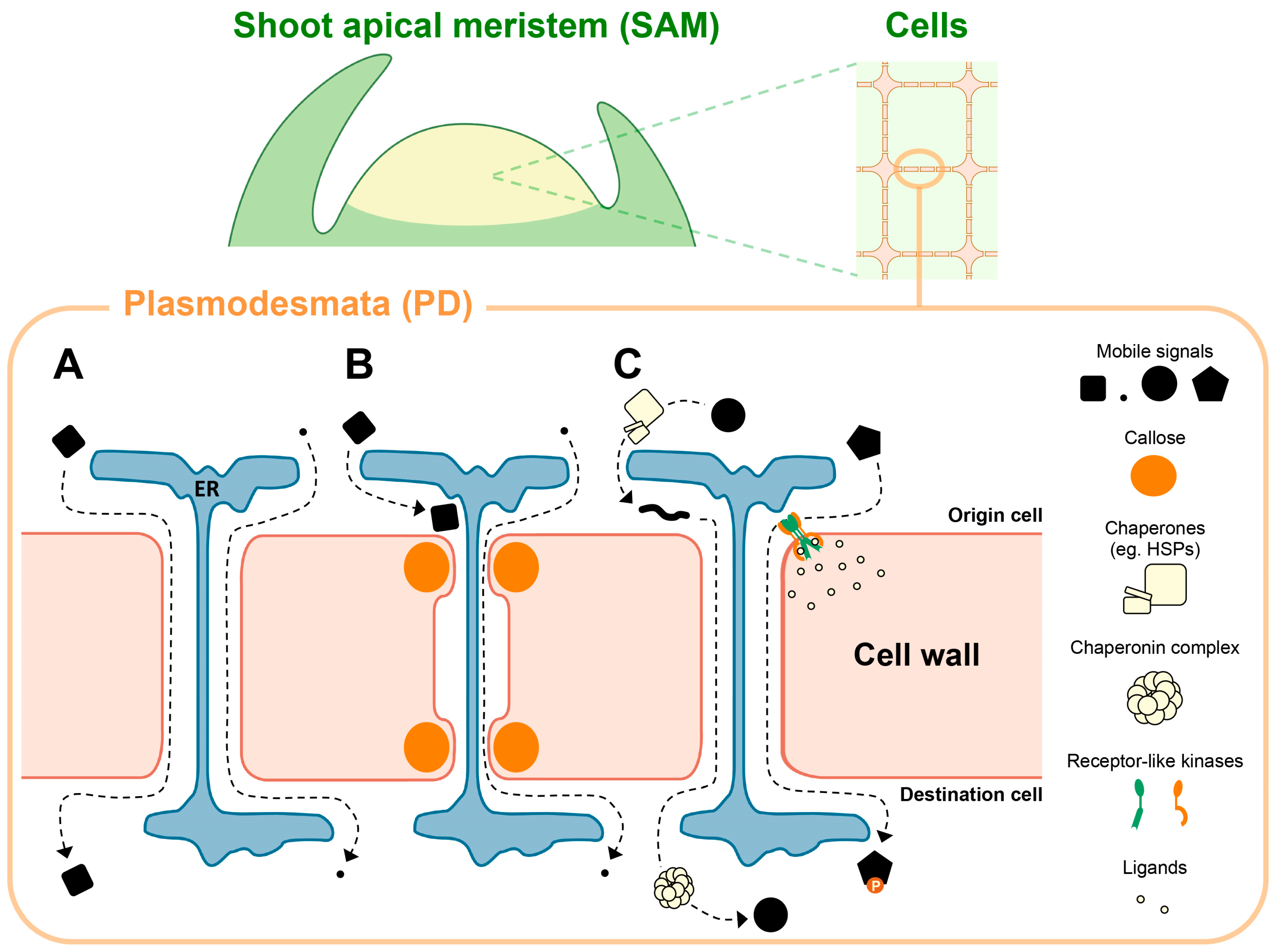 Plants | Free Full-Text | Plasmodesmata-Mediated Cell-to-Cell Communication  in the Shoot Apical Meristem: How Stem Cells Talk