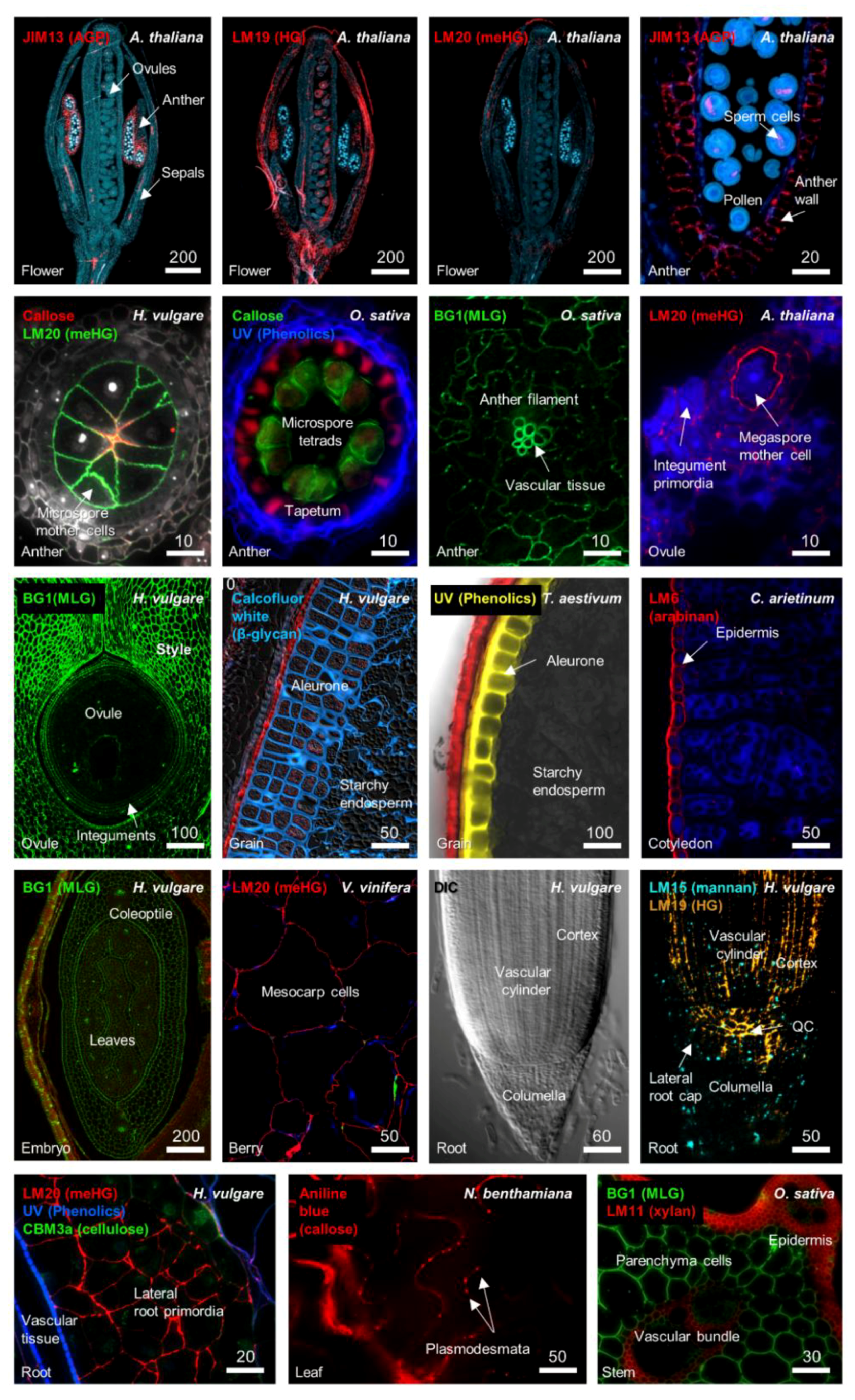 Plants Free Full Text Exploring The Role Of Cell Wall Related Genes And Polysaccharides During Plant Development Html