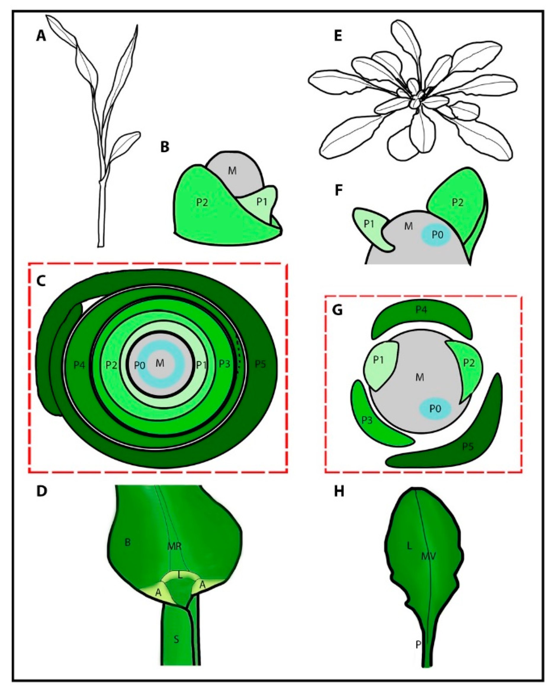 Plants | Free Full-Text | Drawing a Line: Grasses and Boundaries