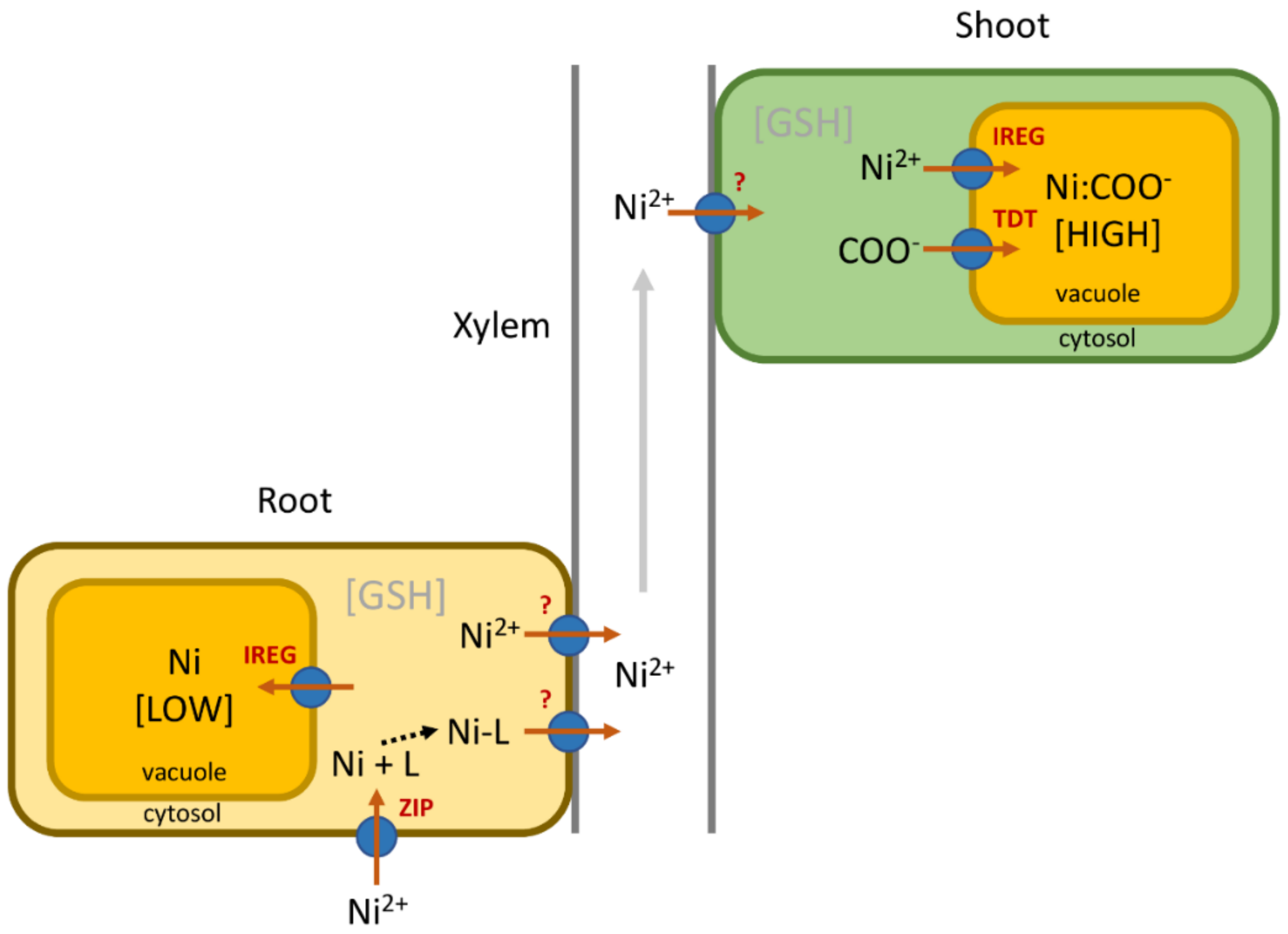 Plants | Free Full-Text | Towards an Understanding of the Molecular Basis  of Nickel Hyperaccumulation in Plants