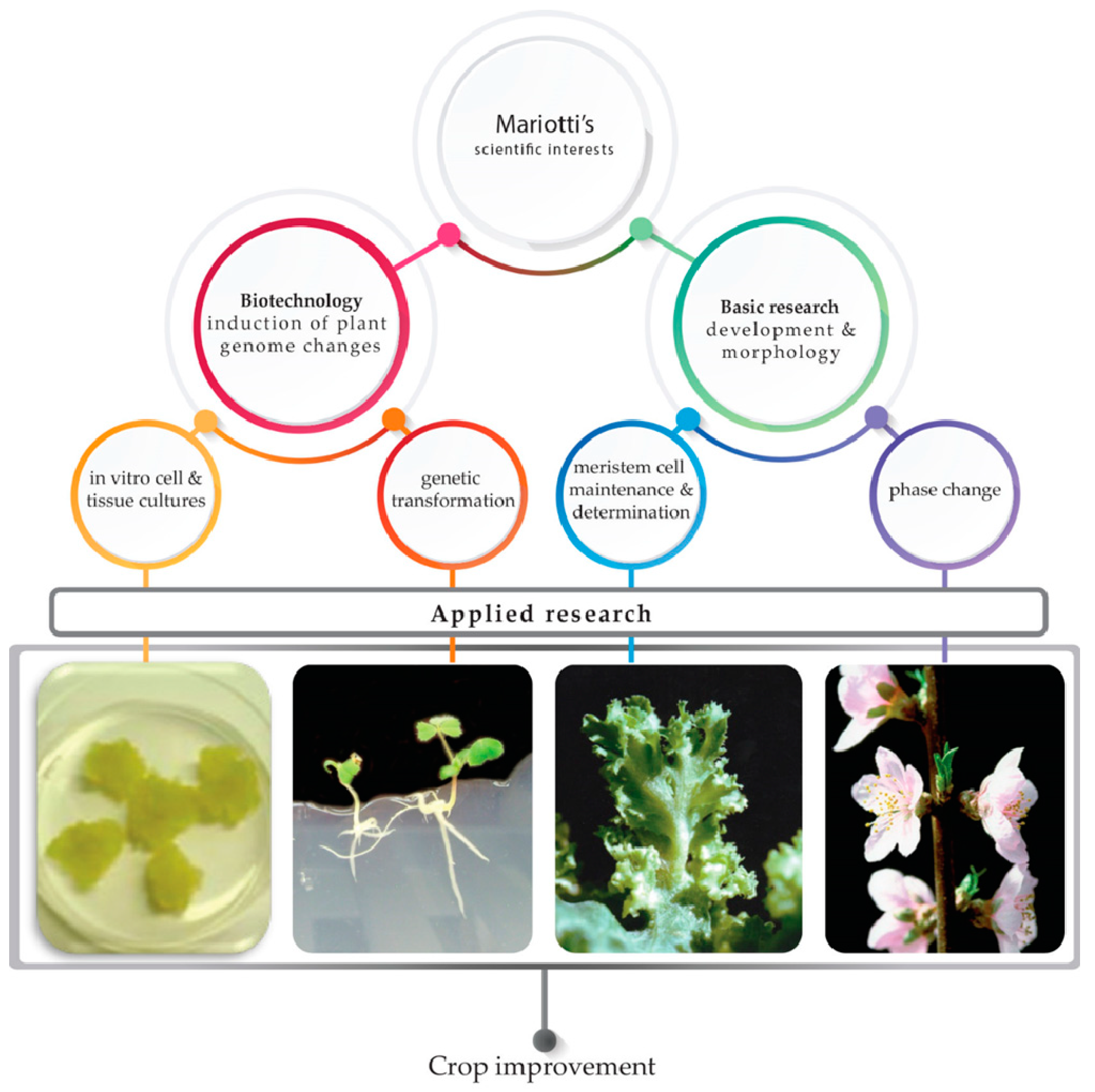 Plants Free Full Text Plant Cellular And Molecular Biotechnology Following Mariotti S Steps Html