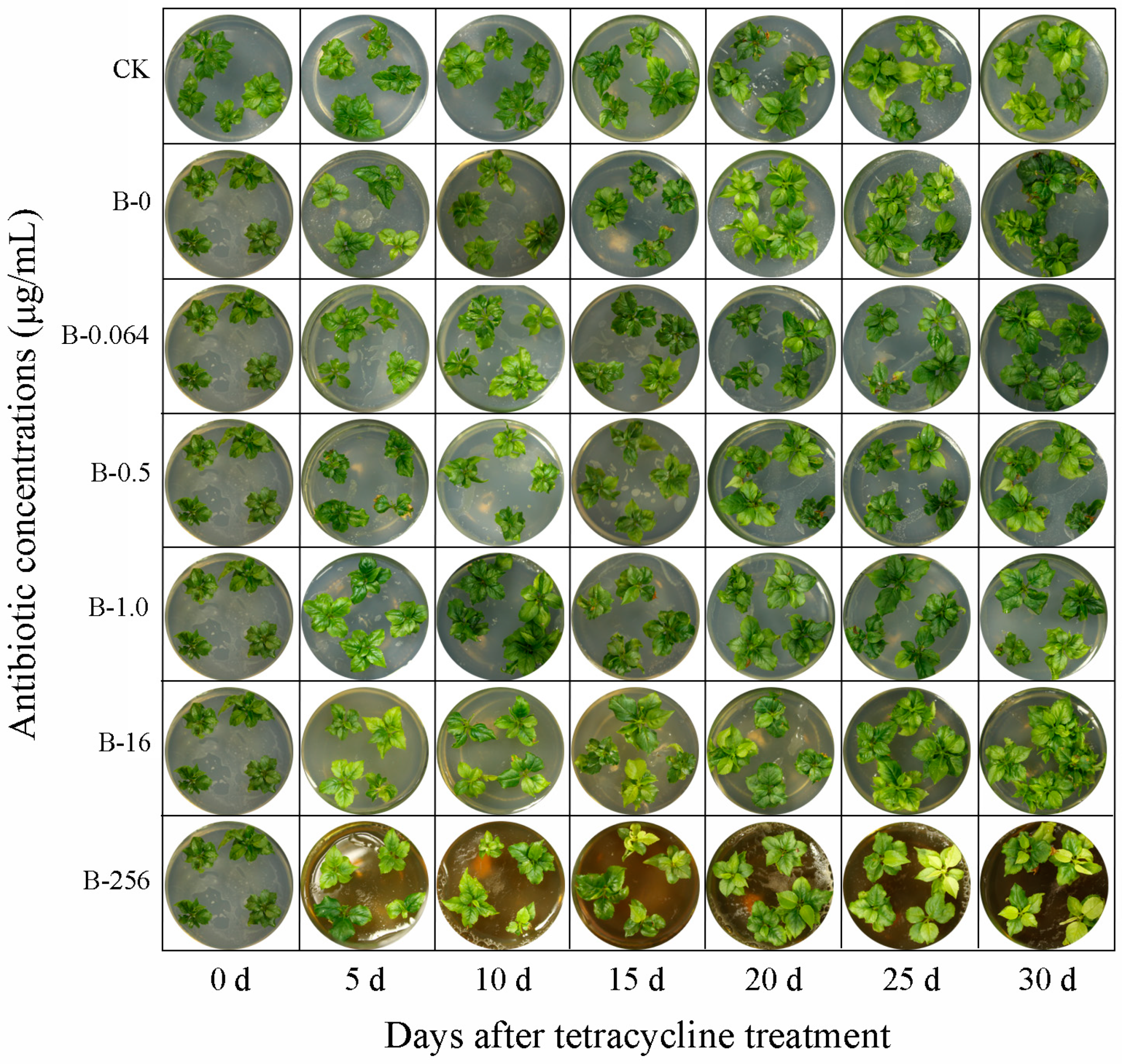 Plants | Free Full-Text | Optimizing Suitable Antibiotics for Bacterium  Control in Micropropagation of Cherry Rootstock Using a Modified Leaf Disk  Diffusion Method and E Test | HTML