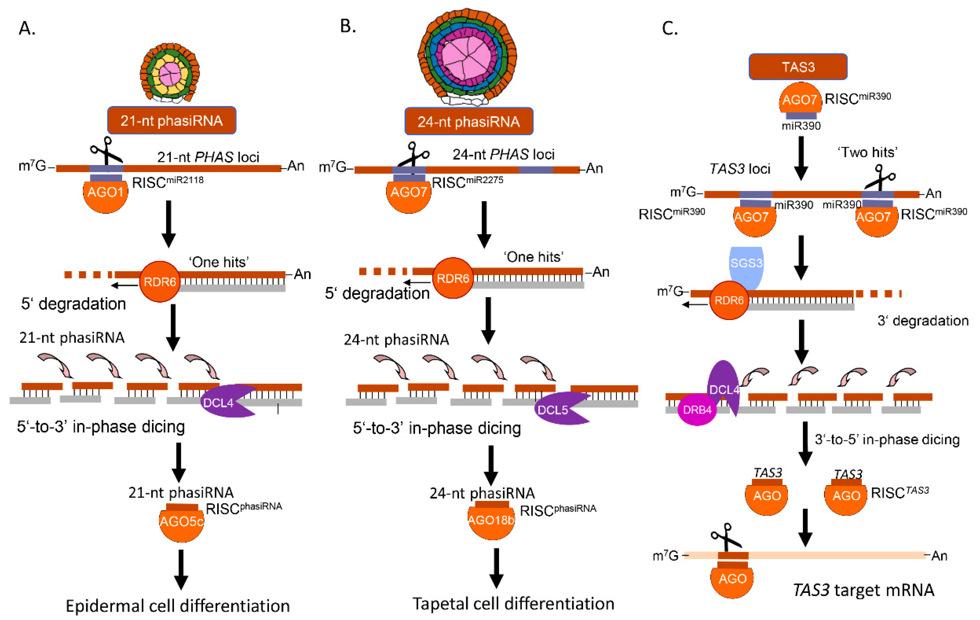 Plants Free Full Text Perspectives On Micrornas And - 