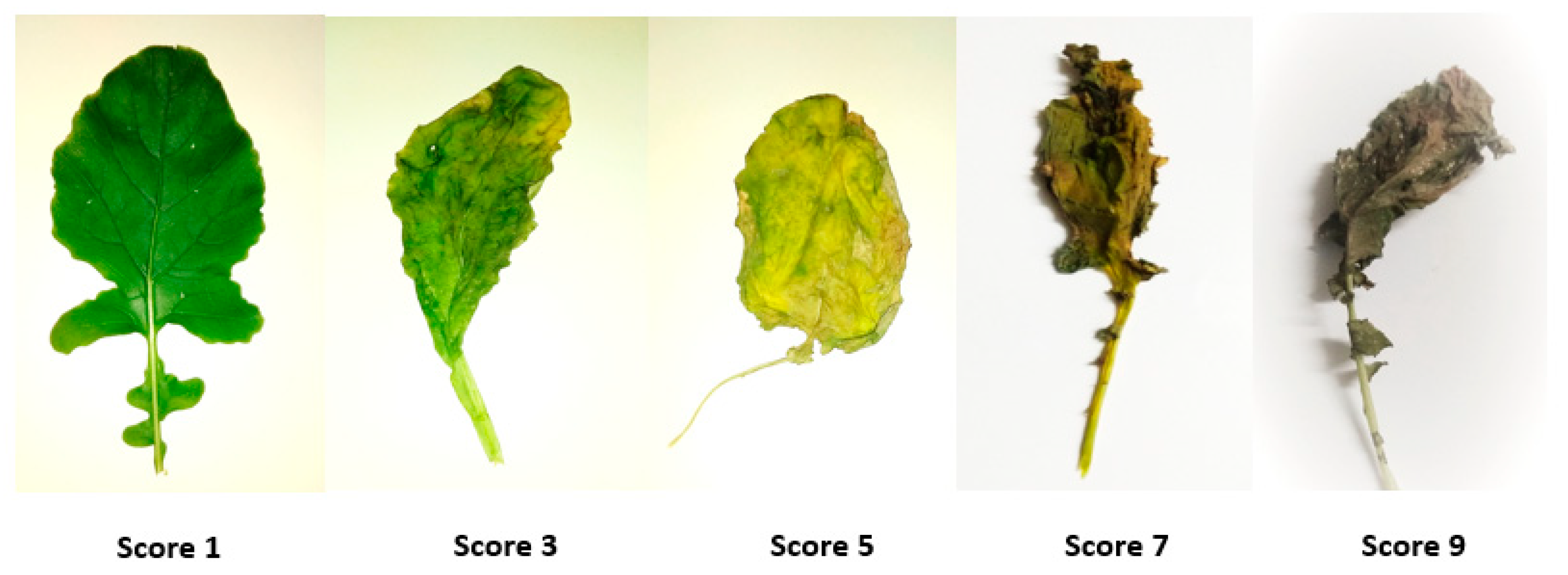 Plants 08 00192 g002 Plants 08 00192 g002