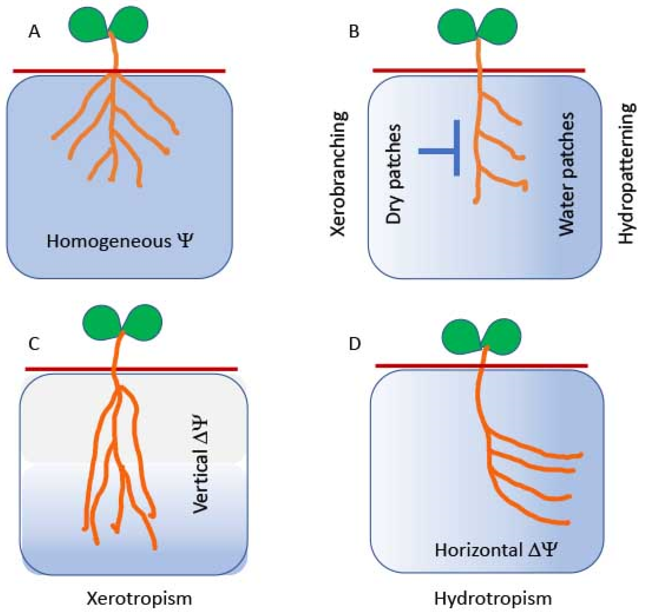 Hydrotropism In Plants