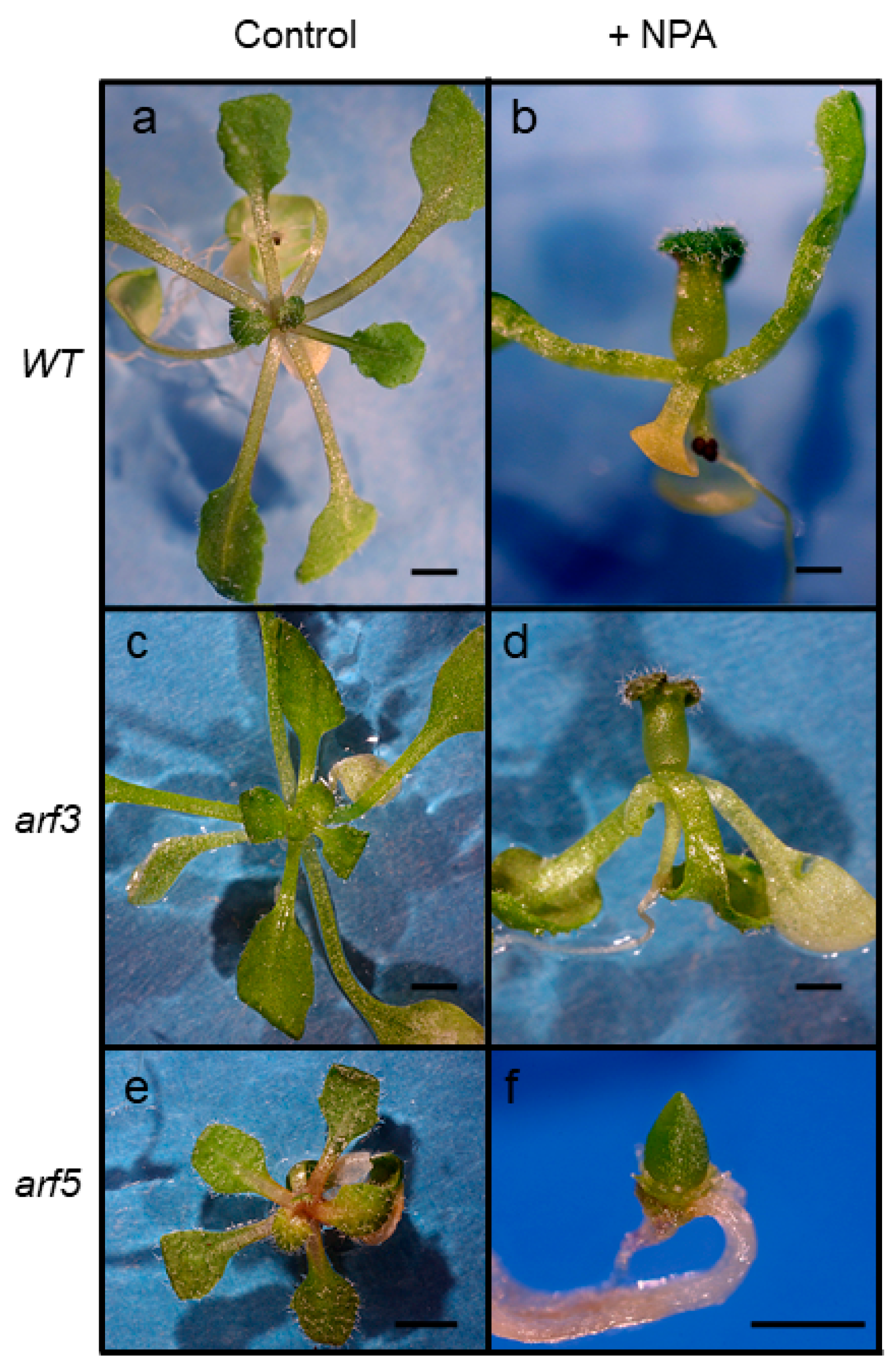 Plants 08 00242 g006