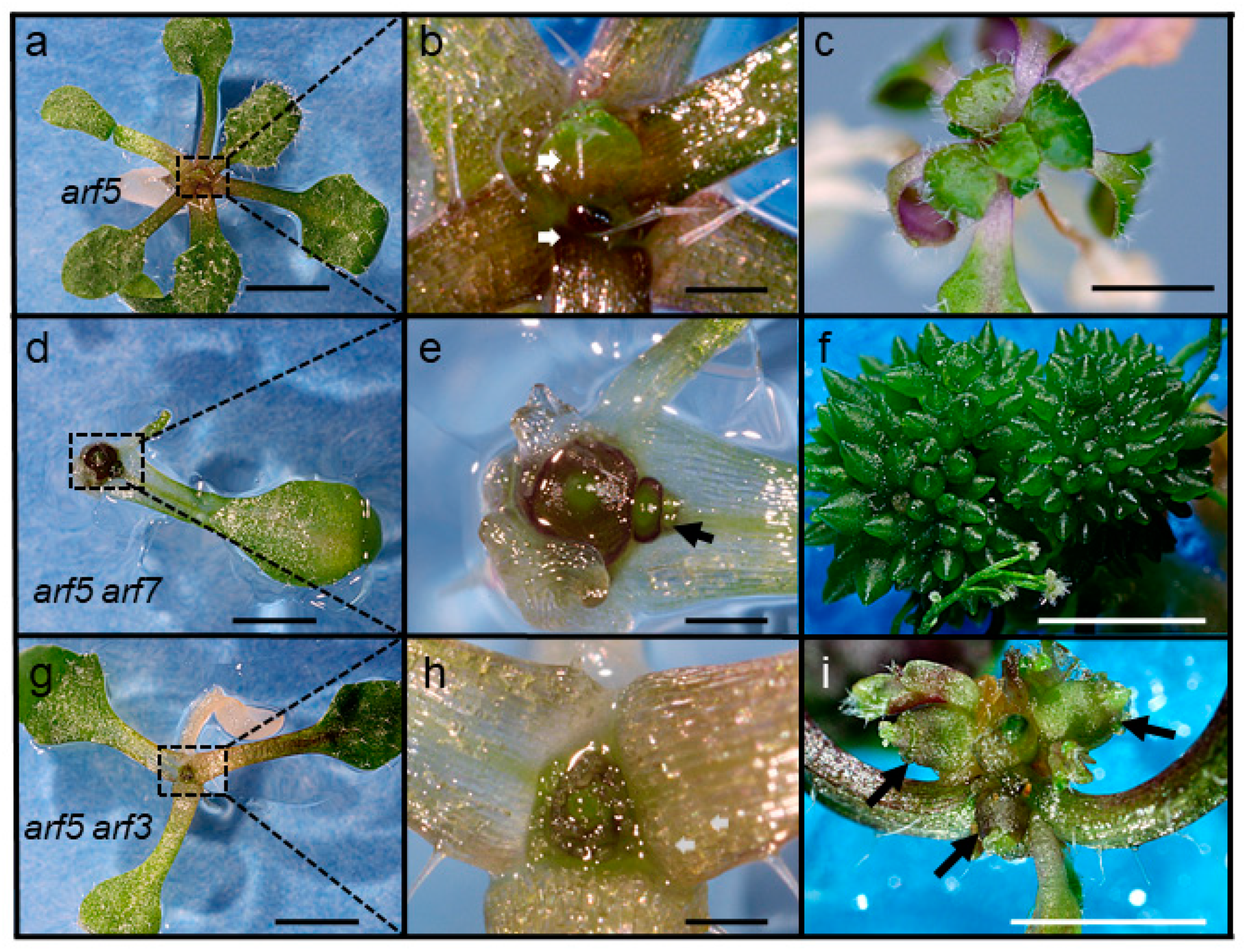 Plants 08 00242 g007