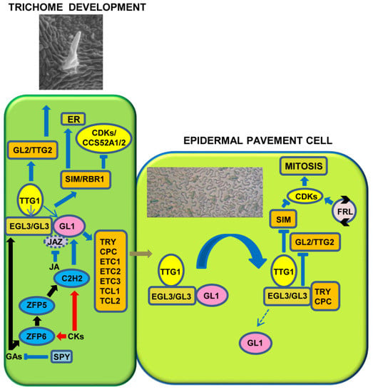 Two-Dimensional Patterning by a Trapping/Depletion Mechanism: The Role of  TTG1 and GL3 in Arabidopsis Trichome Formation