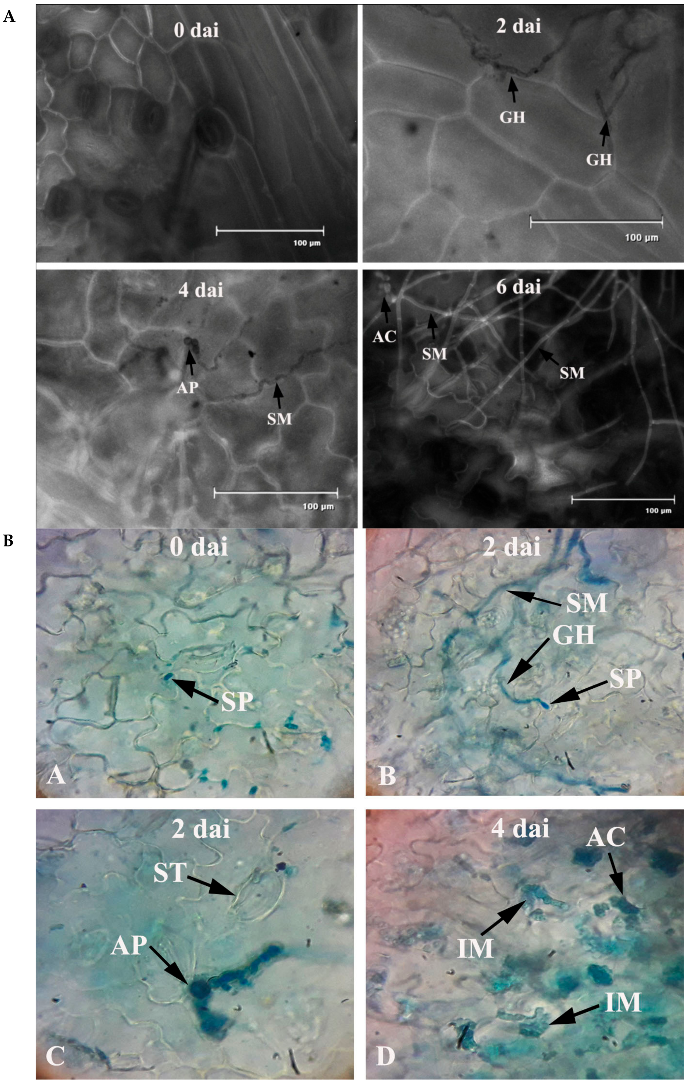 Plants 08 00345 g002 Plants 08 00345 g002
