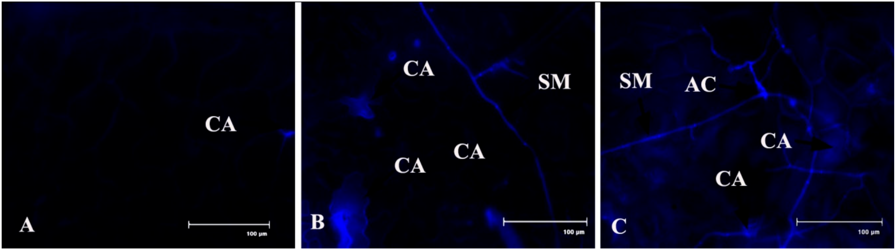 Plants 08 00345 g011 Plants 08 00345 g011