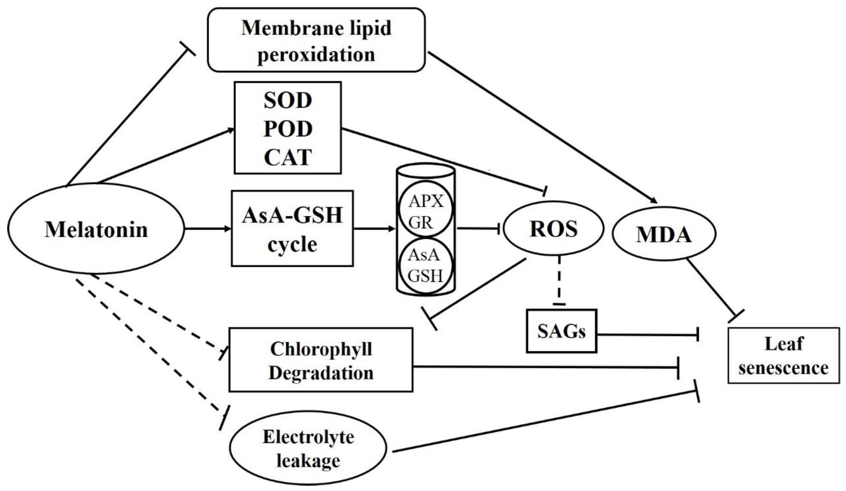 Plants | Free Full-Text | Exogenous Melatonin Delays Dark-Induced Grape ...