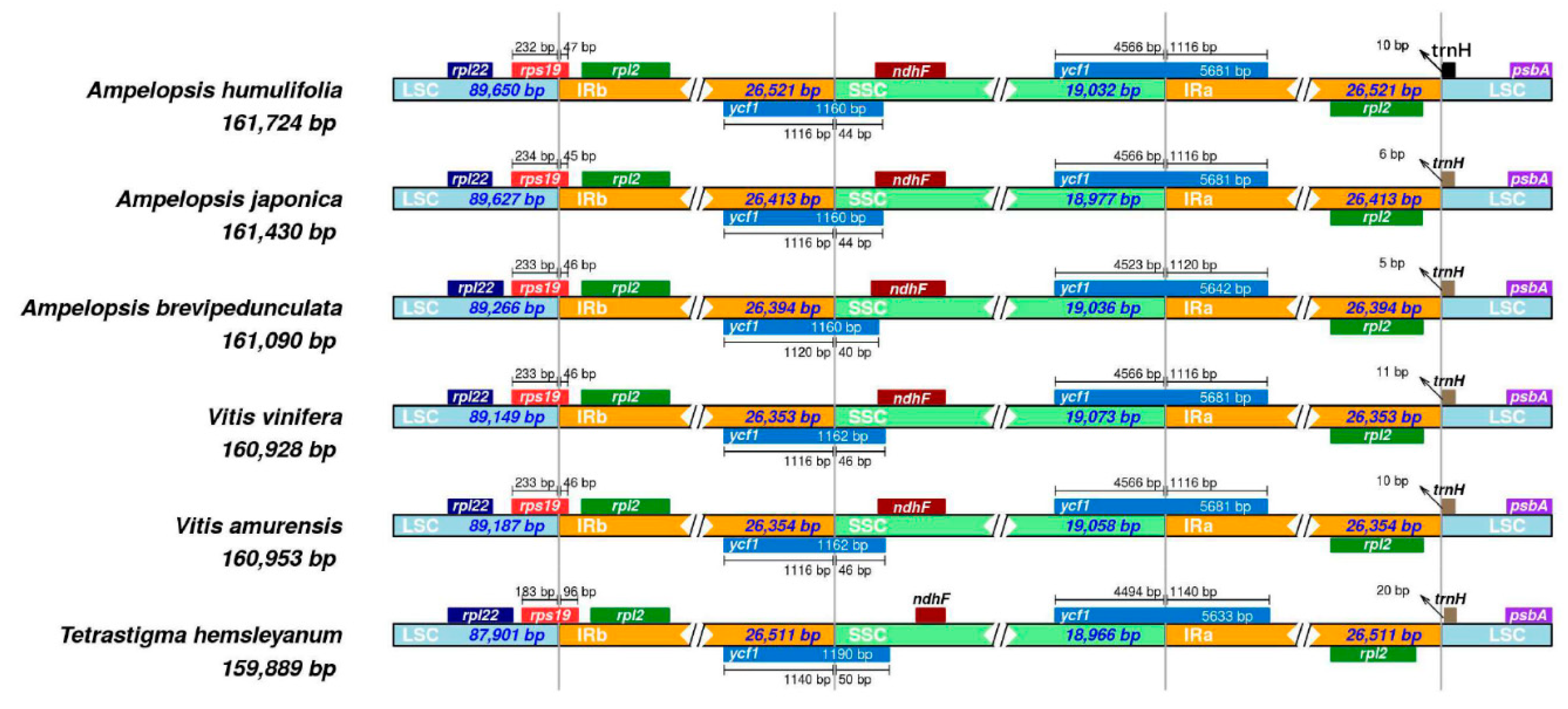 Plants 08 00410 g006
