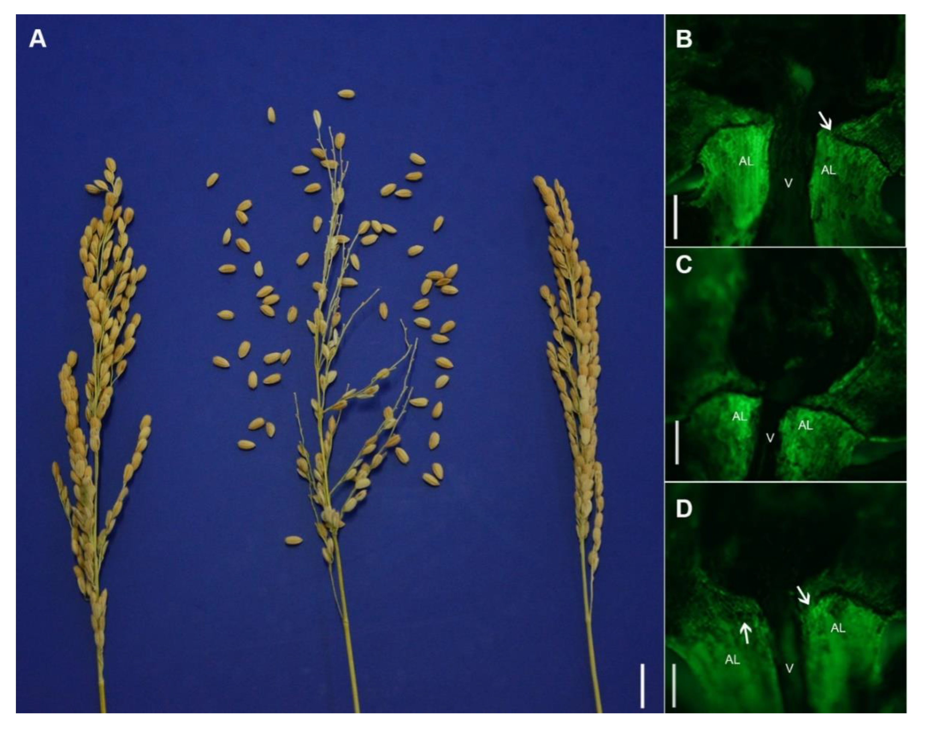 Plants 08 00475 g001 Plants 08 00475 g001