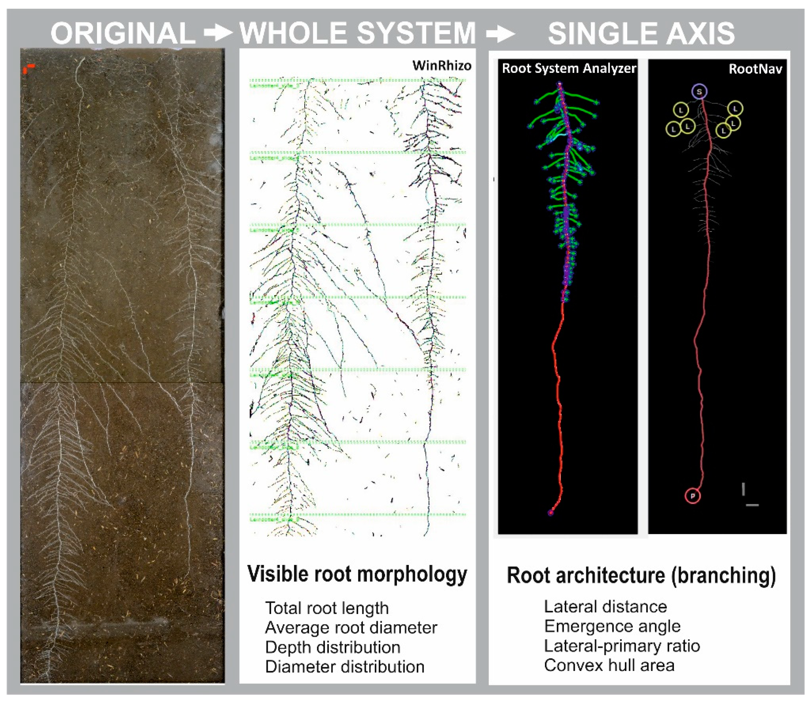 Plants 08 00514 g004