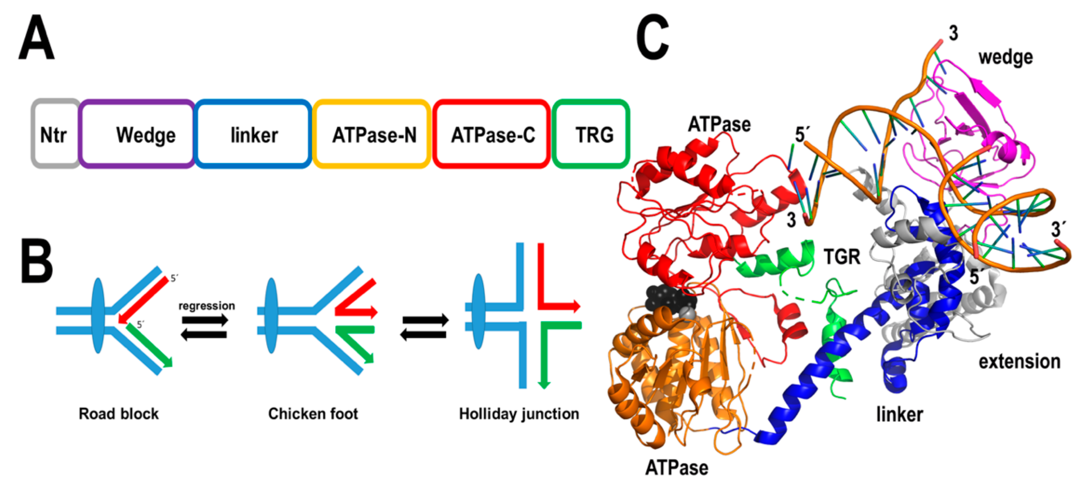 Plants | Free Full-Text | Structure-Function Analysis ...