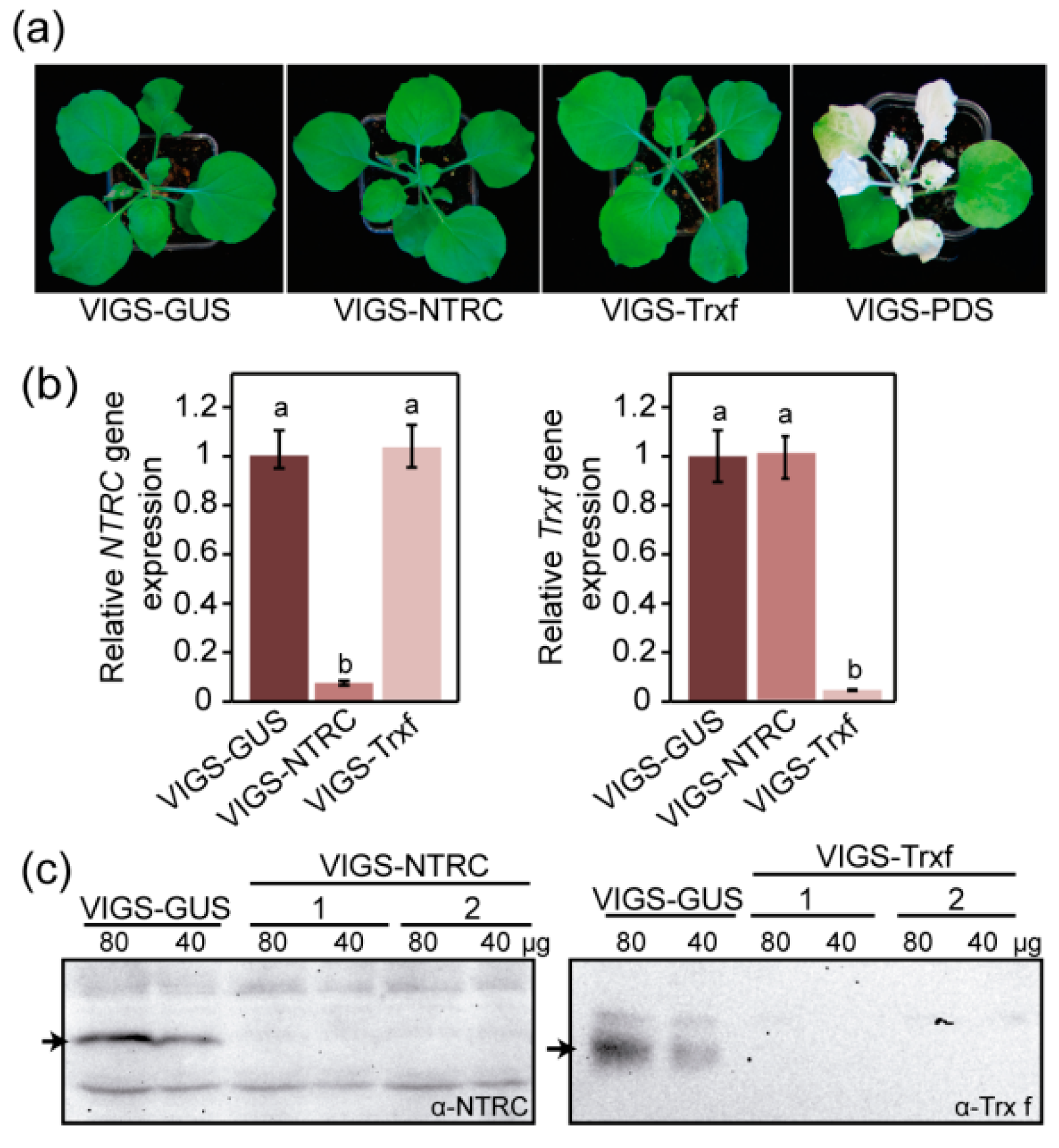 Plants 08 00543 g003 Plants 08 00543 g003