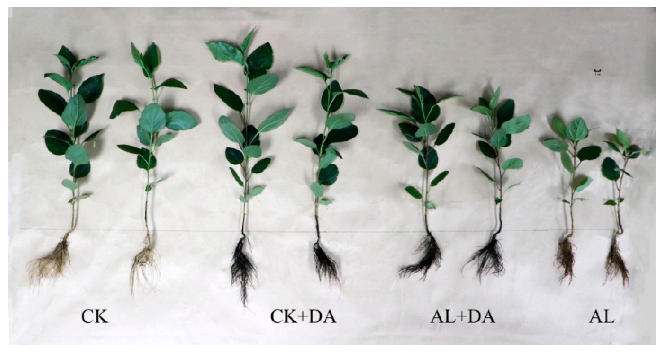 Plants 08 00580 g003