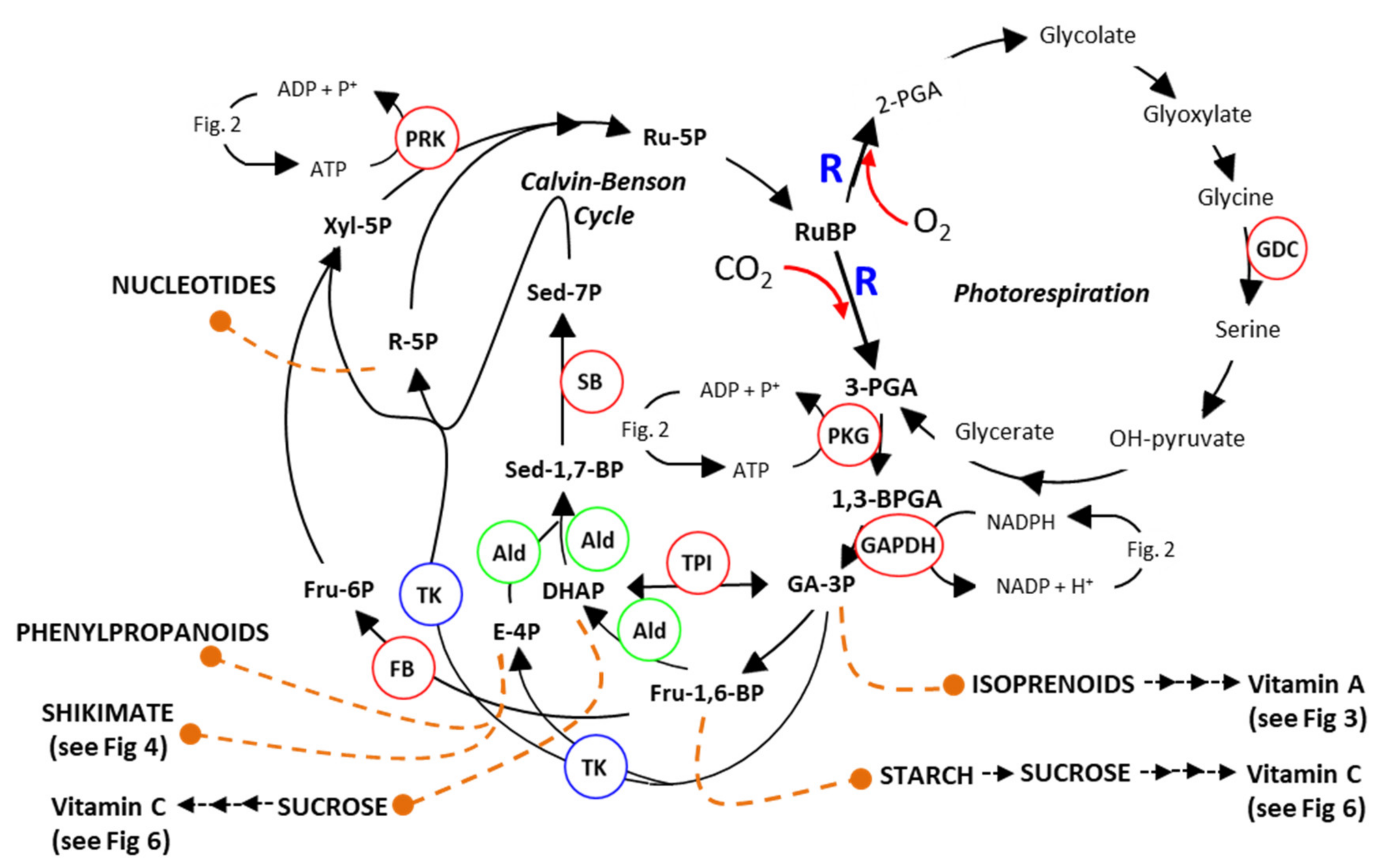 Plants 08 00586 g001 Plants 08 00586 g001
