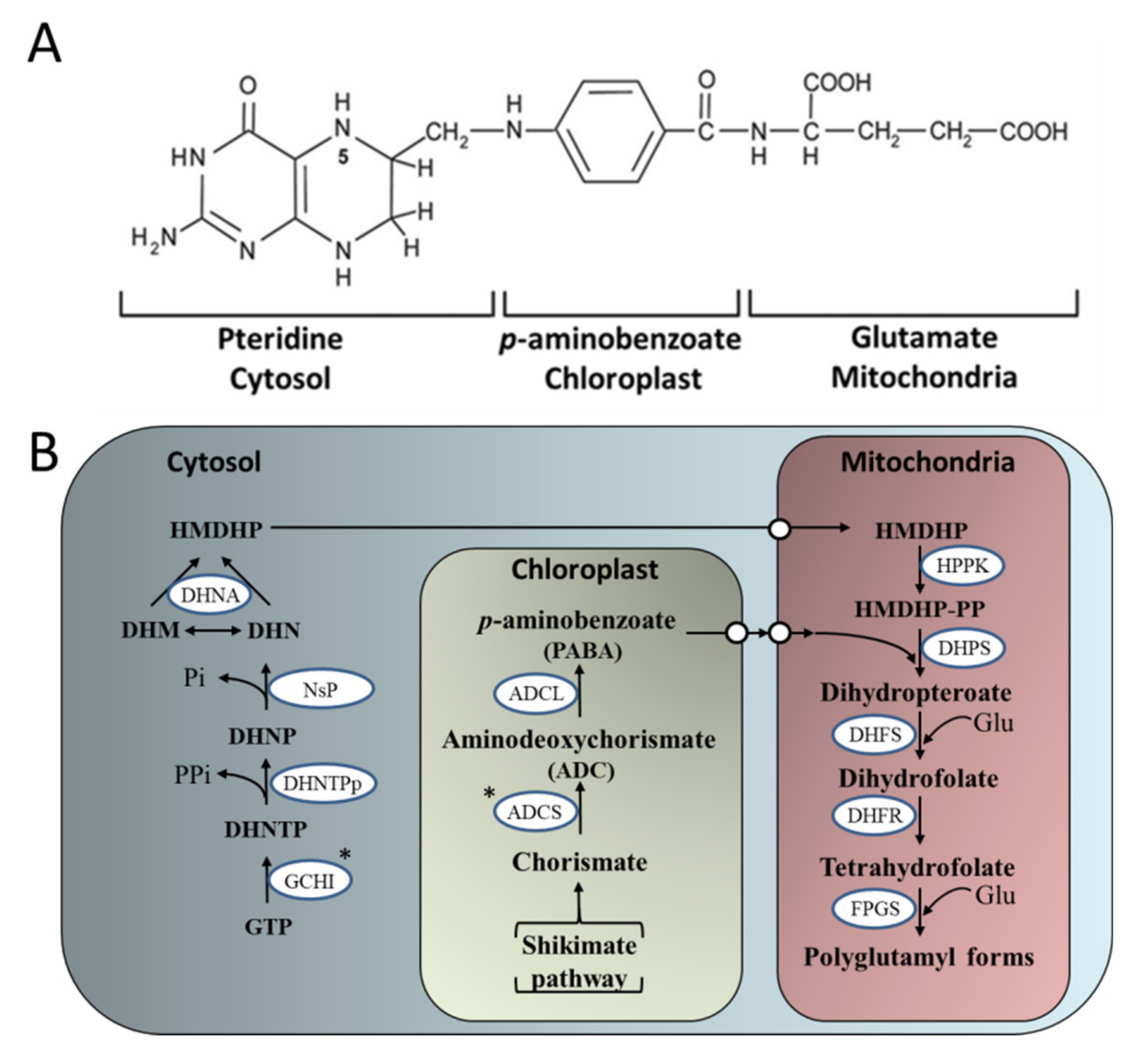 Plants 08 00586 g004 Plants 08 00586 g004