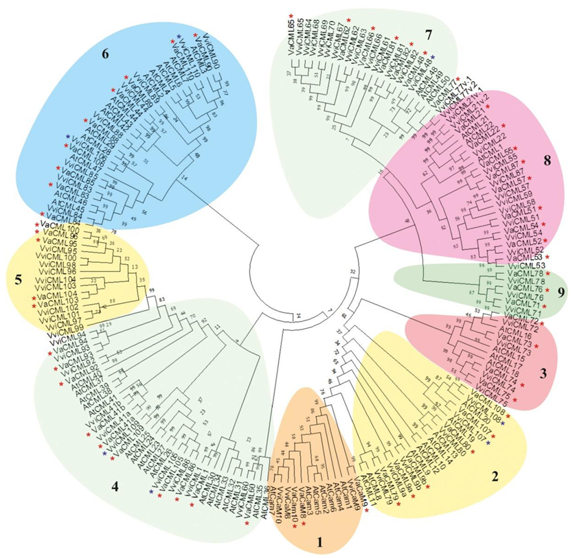 Plants 08 00602 g001