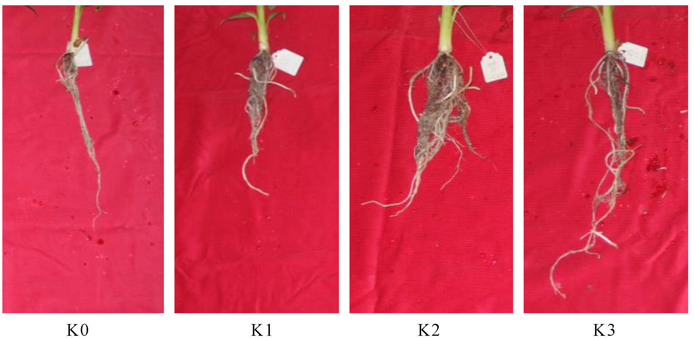 Plants | Free Full-Text | Transcriptome Changes Induced by Different  Potassium Levels in Banana Roots | HTML