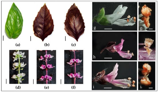 Plants Free Full Text Insight into Composition of Bioactive