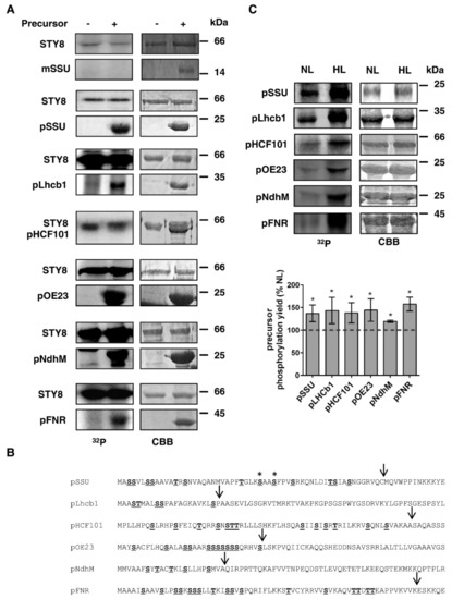 Plants Free Full Text High Light Acclimation Induces Chloroplast Precursor Phosphorylation And Reduces Import Efficiency Html