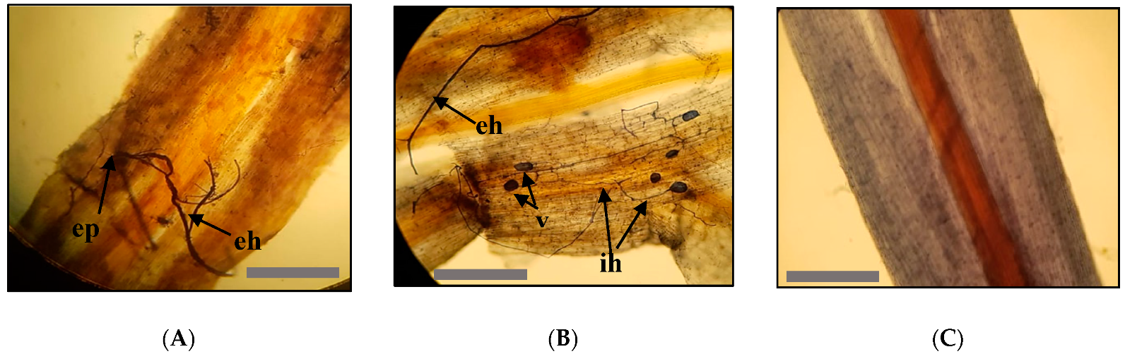 Plants 09 00037 g002 Plants 09 00037 g002