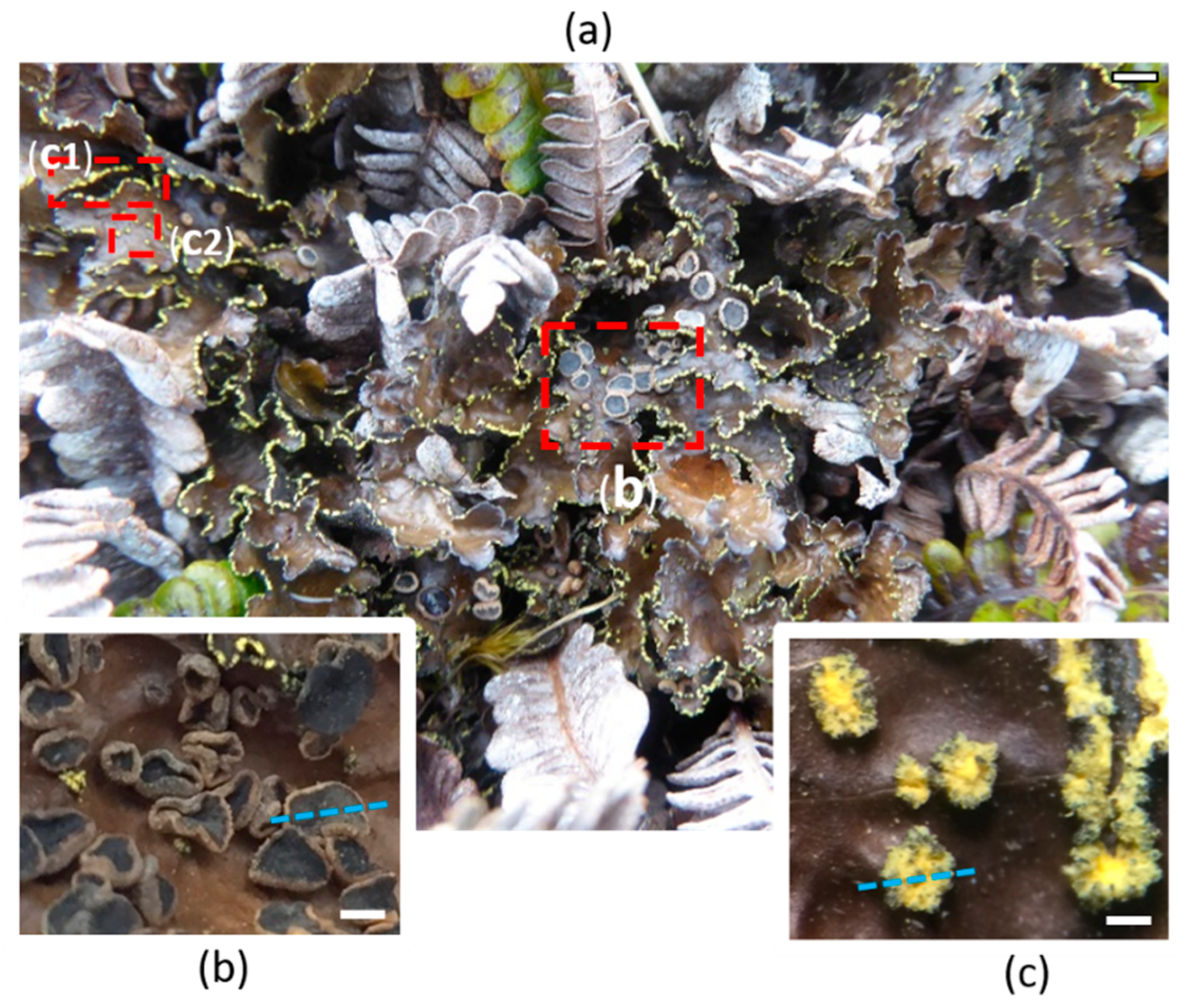 Plants 09 00070 g001 Plants 09 00070 g001
