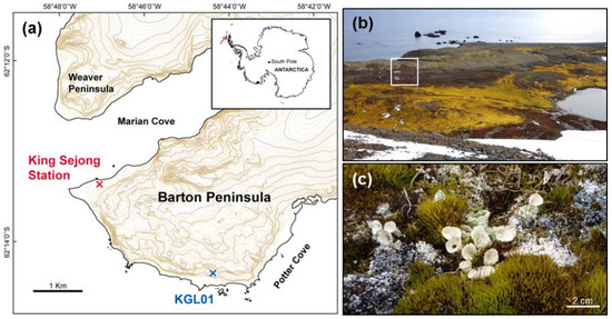 You'll Be Lichen This Article – Field Station