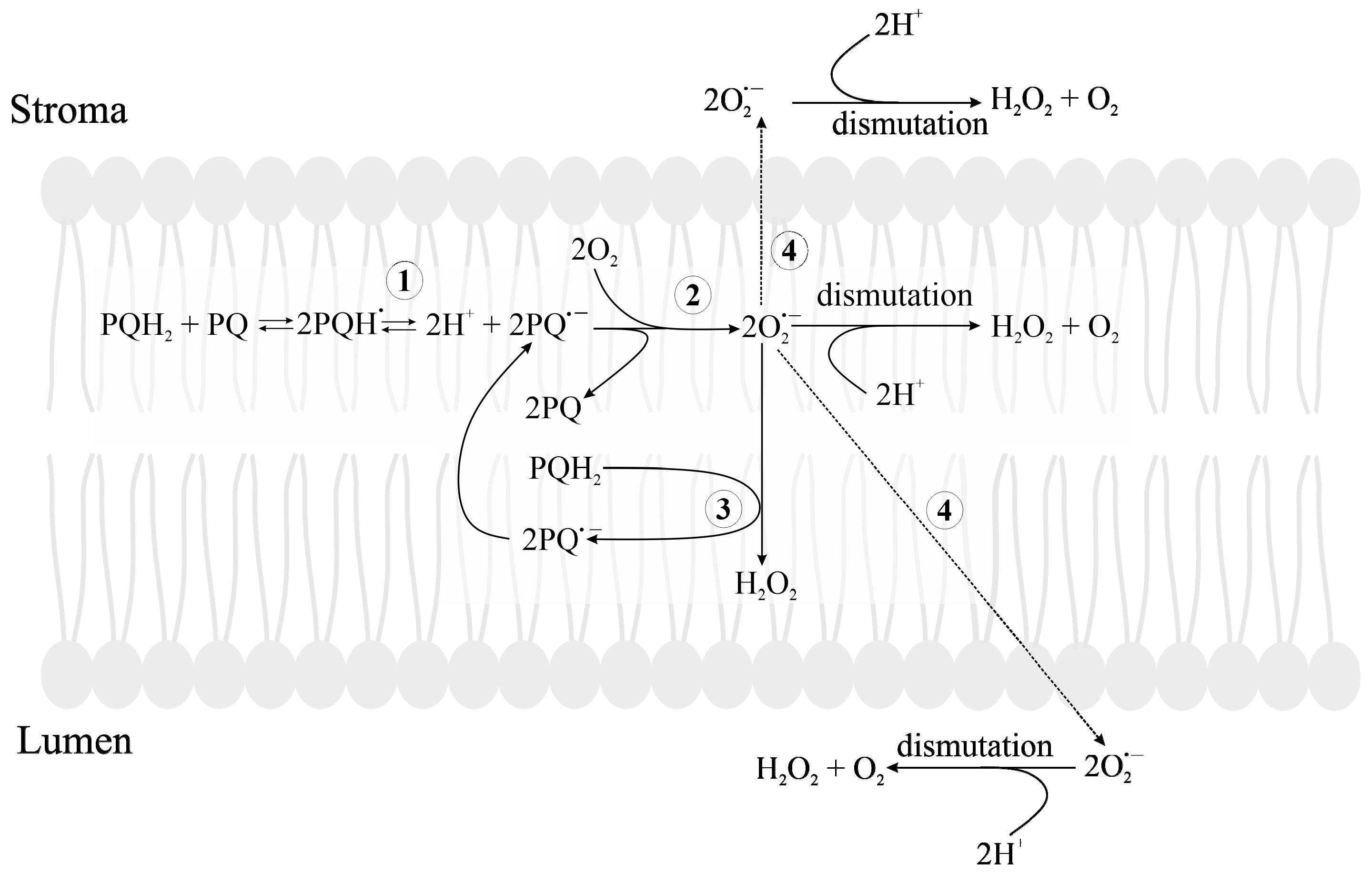 Plants 09 00091 g004