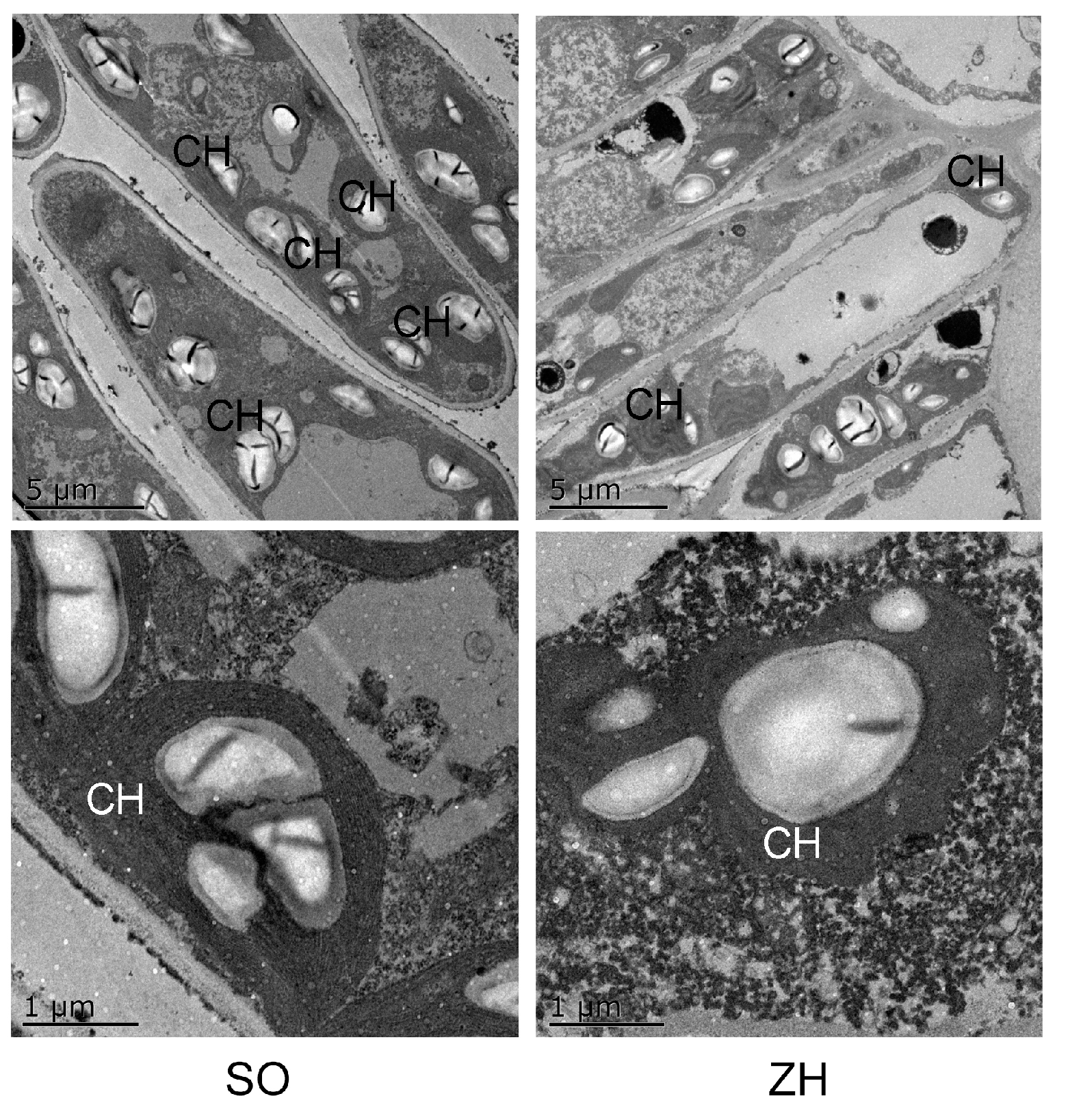 Plants 09 00169 g005 Plants 09 00169 g005