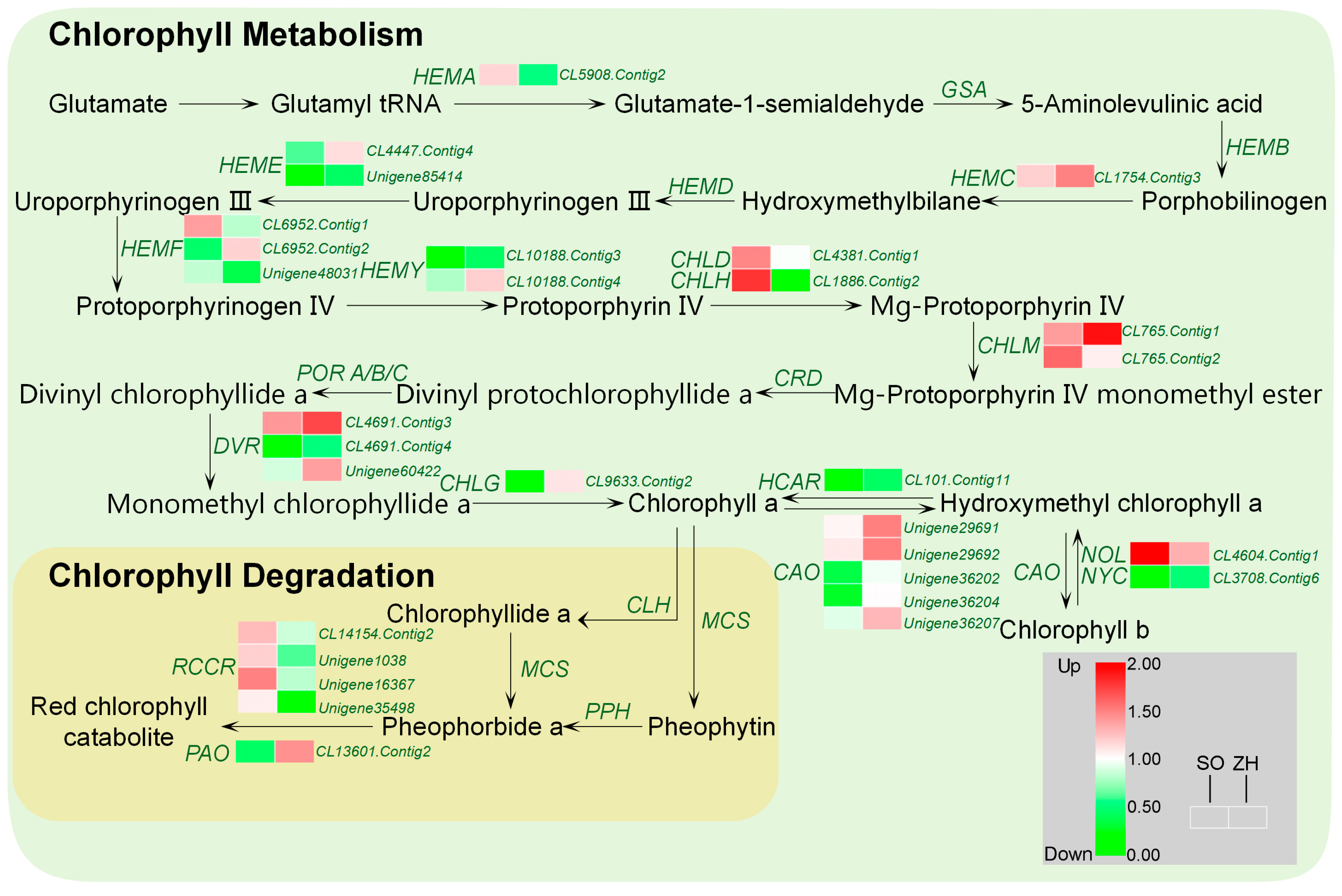 Plants 09 00169 g010 Plants 09 00169 g010