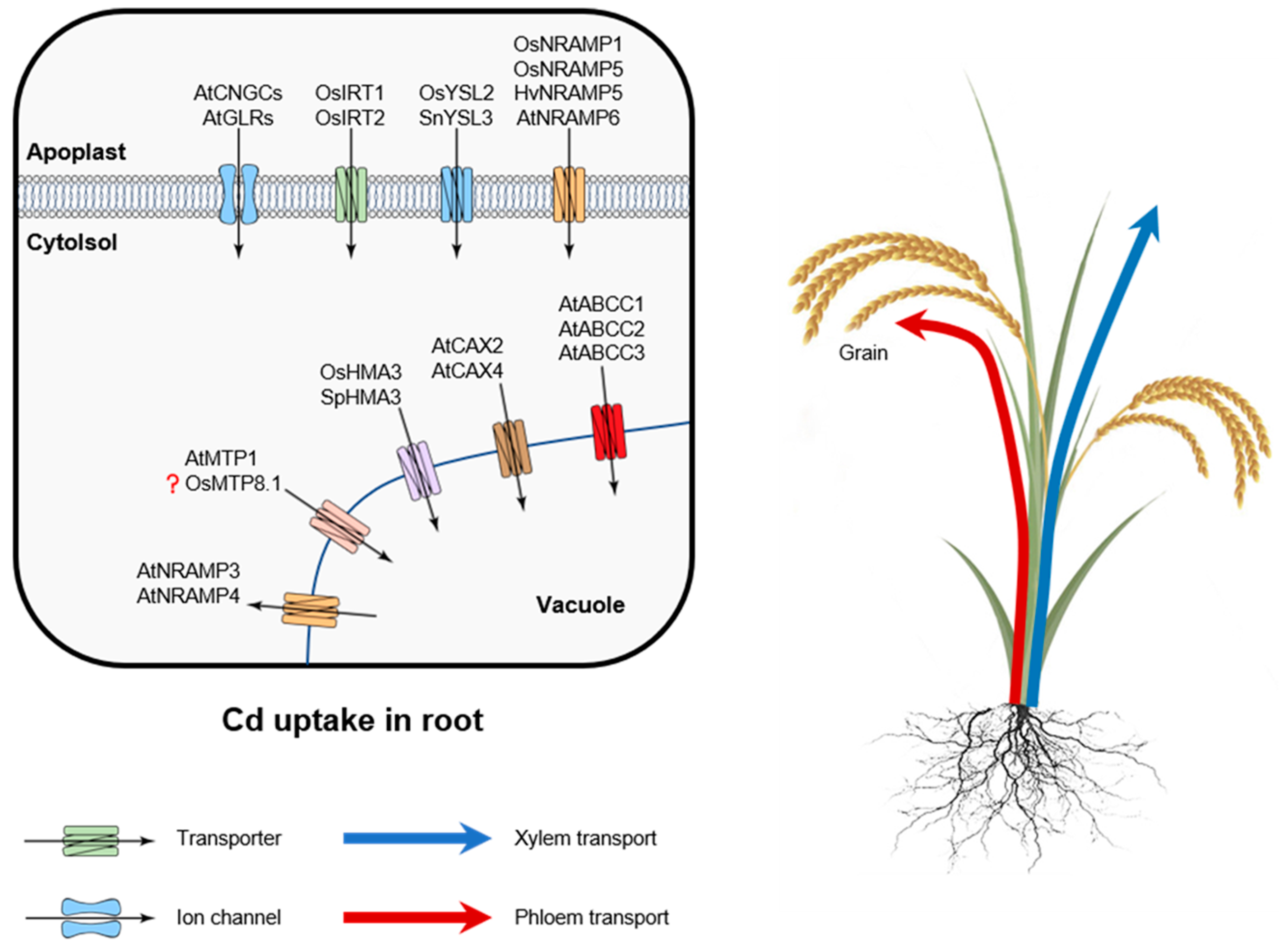 Plants Free FullText Reducing Cadmium Accumulation in Plants