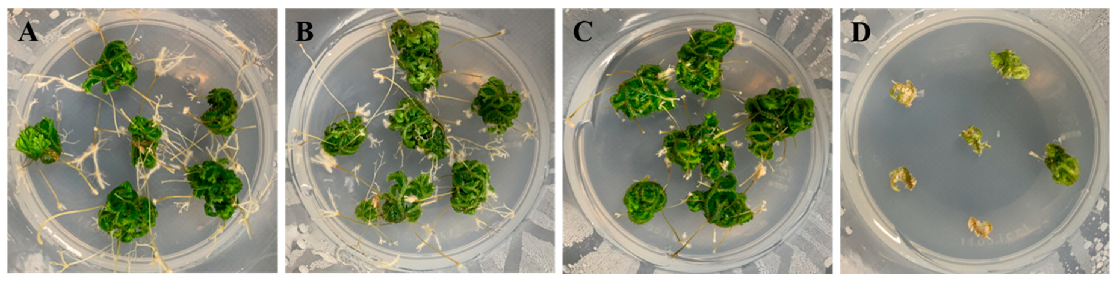 Plants | Free Full-Text | An Efficient Method For In Vitro Shoot-Tip ...