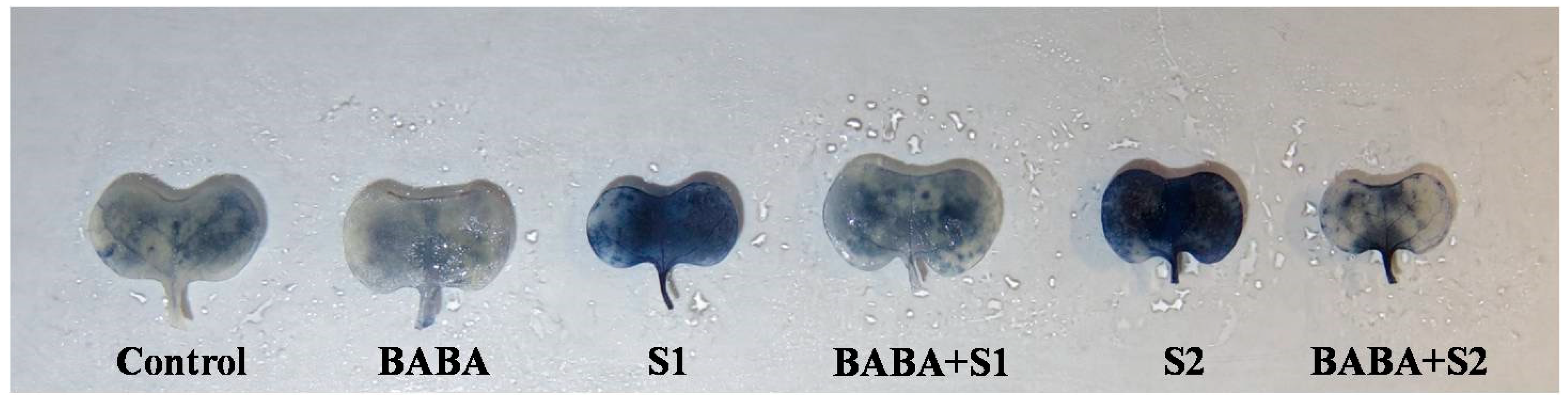 Plants 09 00241 g001