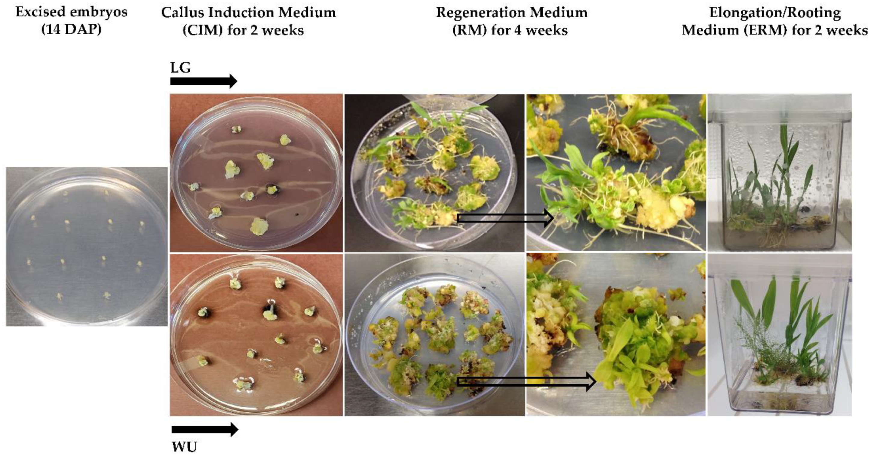 Plants | Free Full-Text | Comparative Analysis of In Vitro Responses and  Regeneration between Diverse Bioenergy Sorghum Genotypes