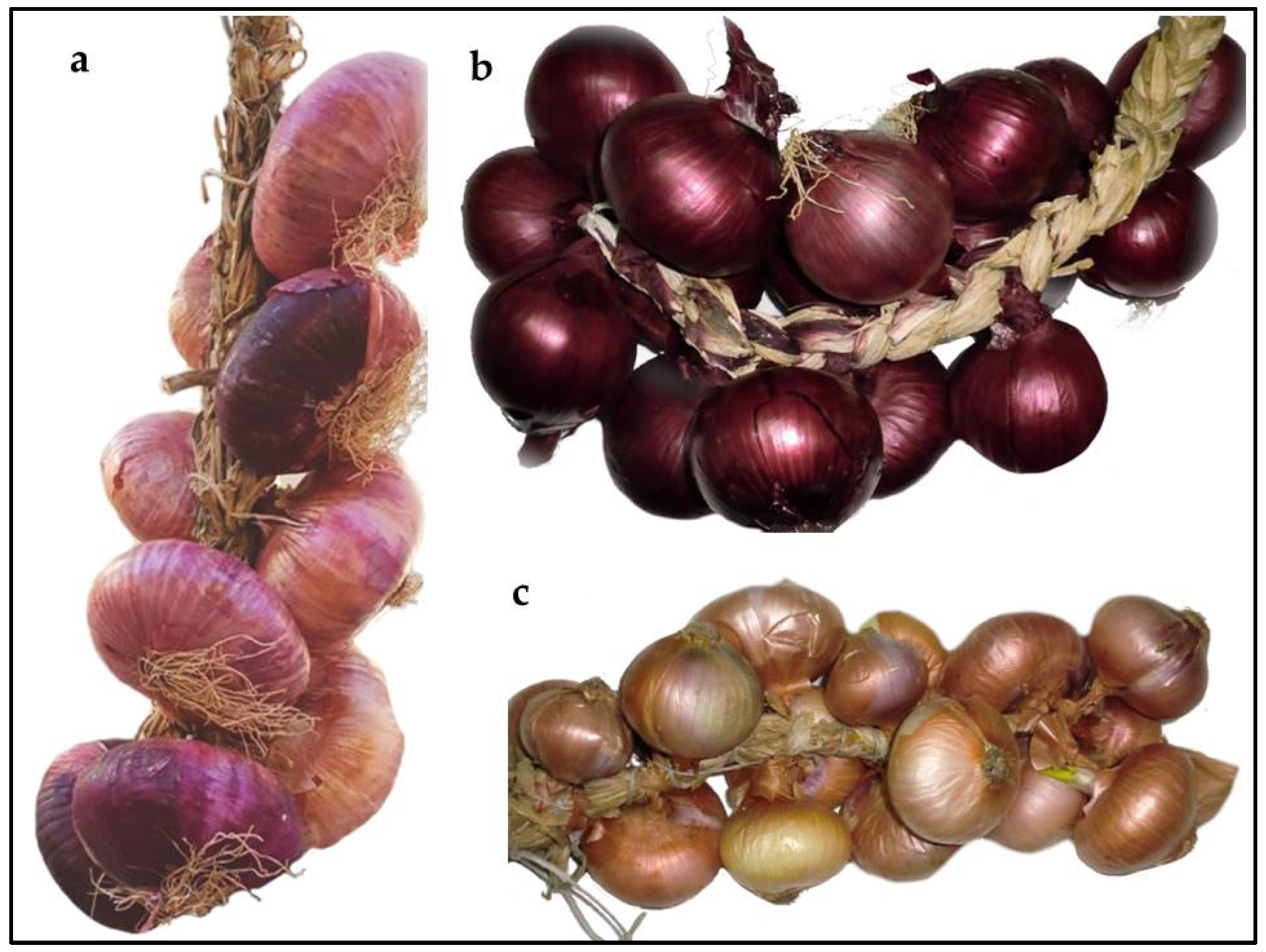 Plants | Free Full-Text | Assessment of Genetic Diversity of the “Acquaviva  Red Onion” (Allium cepa L.) Apulian Landrace