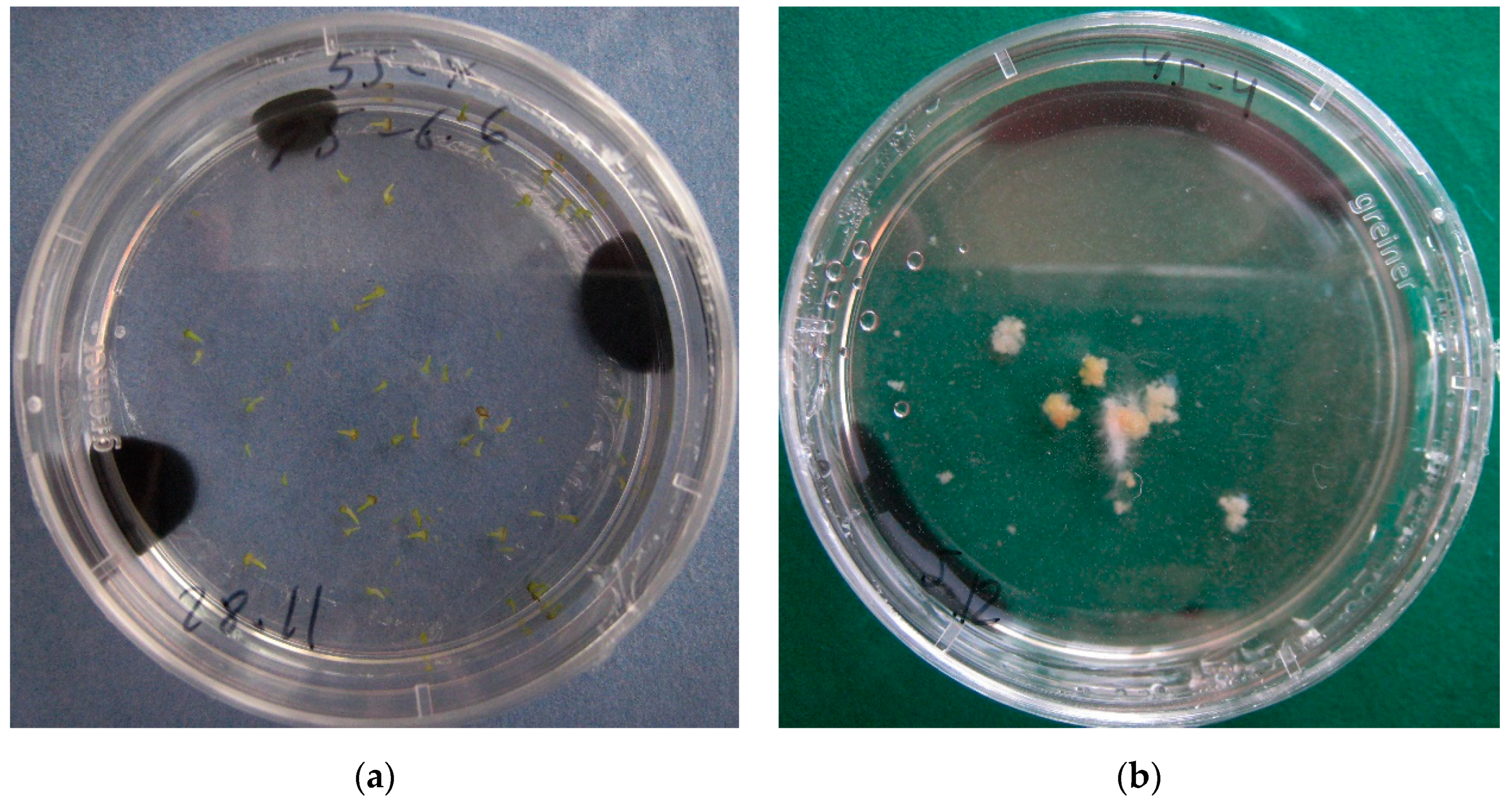 Plants 09 00278 g001 Plants 09 00278 g001