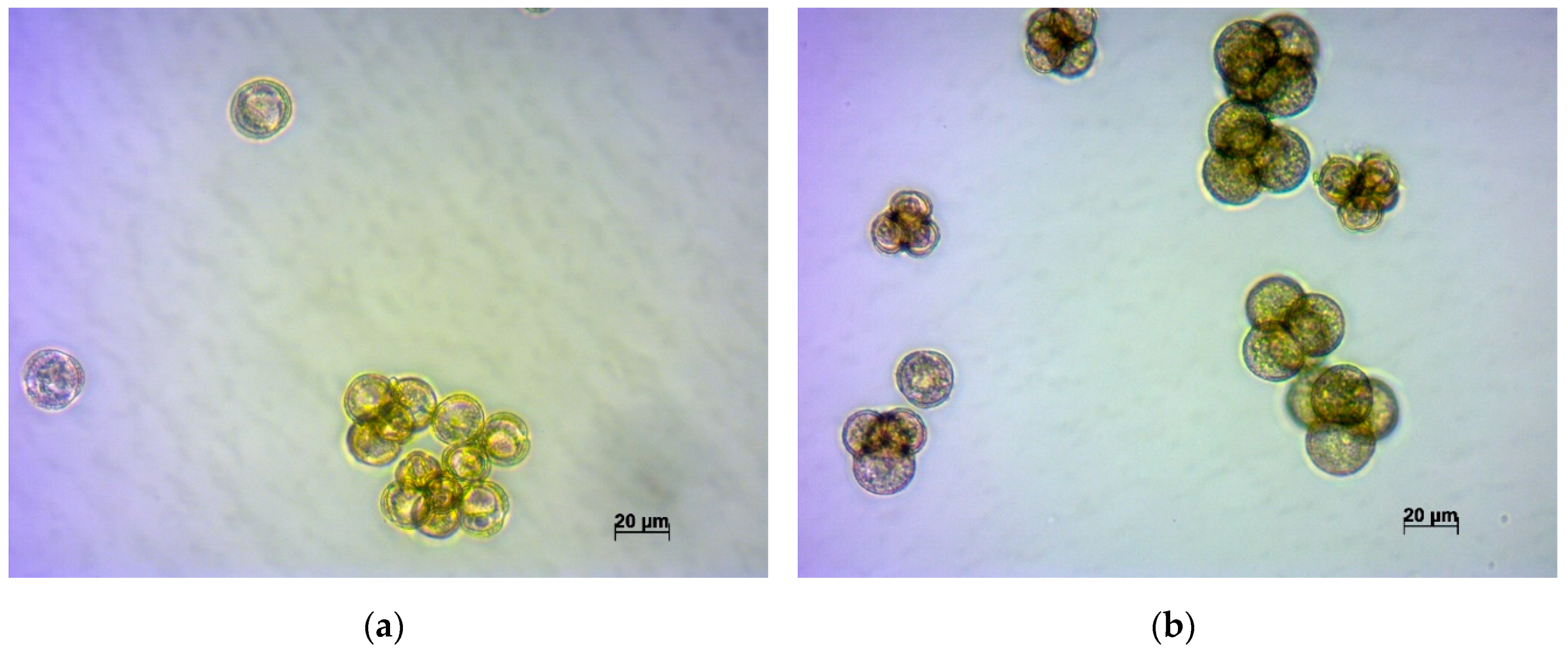 Plants 09 00278 g002a Plants 09 00278 g002a