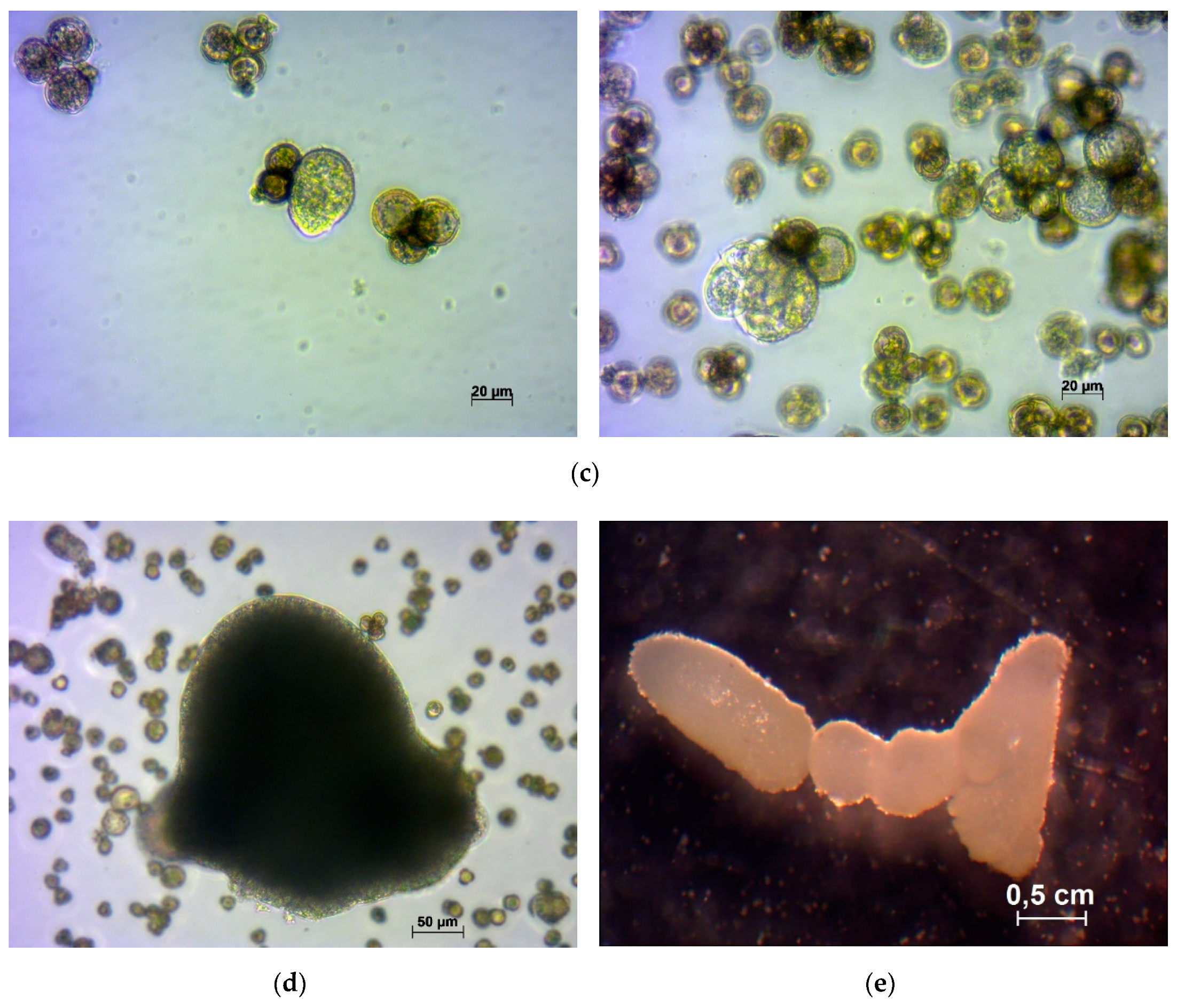 Plants 09 00278 g002b Plants 09 00278 g002b