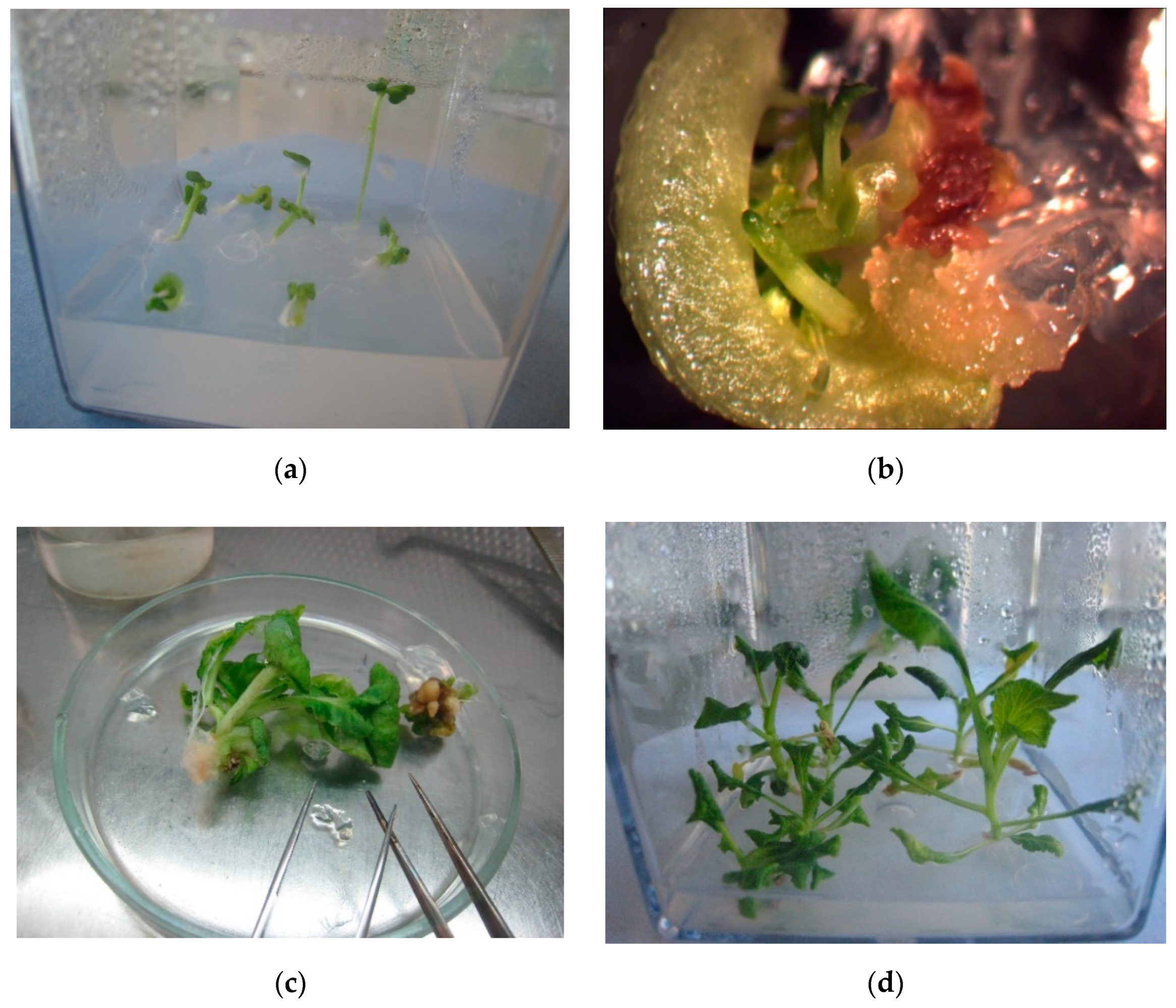 Plants 09 00278 g004 Plants 09 00278 g004